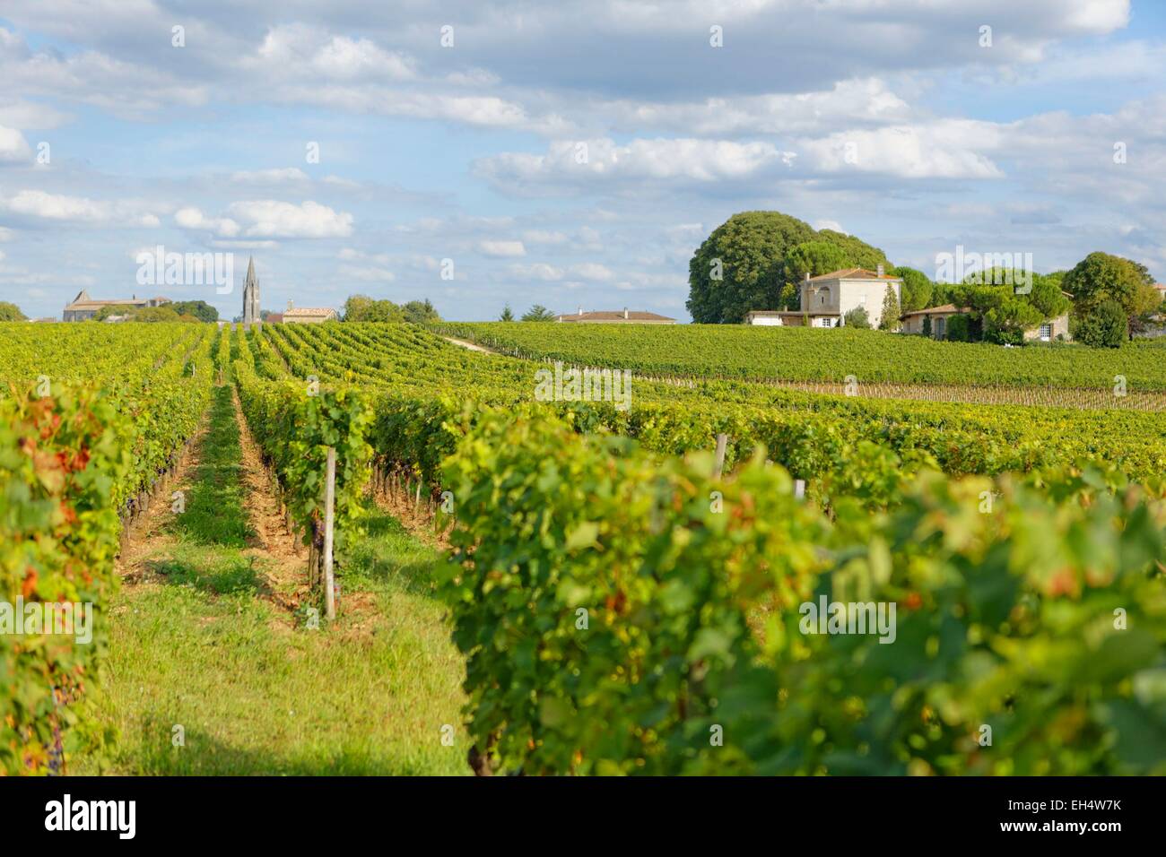 France, Gironde, Saint Emilion and AOC vineyard, listed as World Heritage by UNESCO Stock Photo