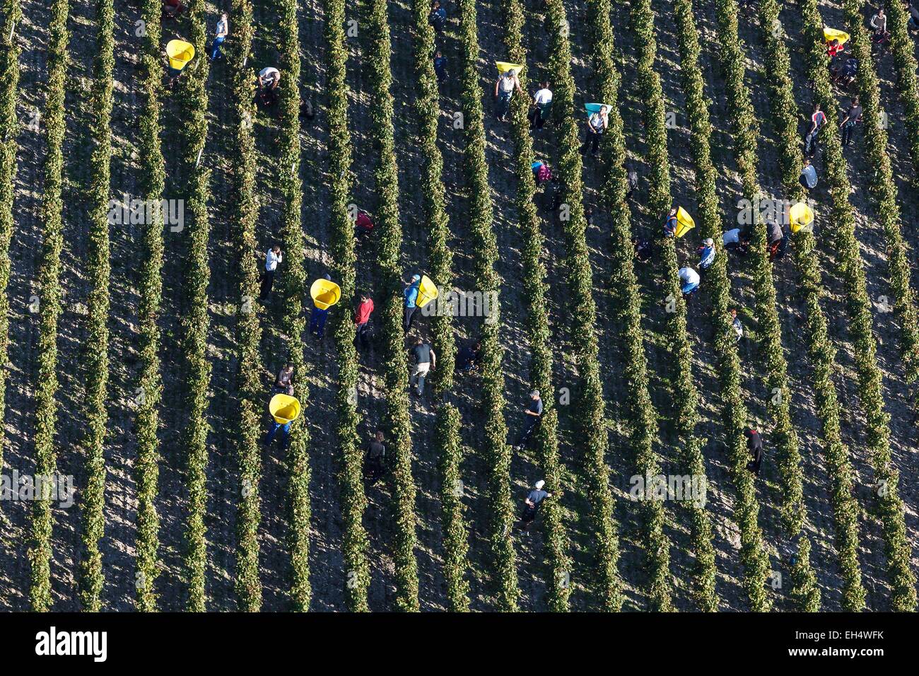 France, Gironde, Cantenac, grape pickers in Margaux vineyards (aerial view) Stock Photo