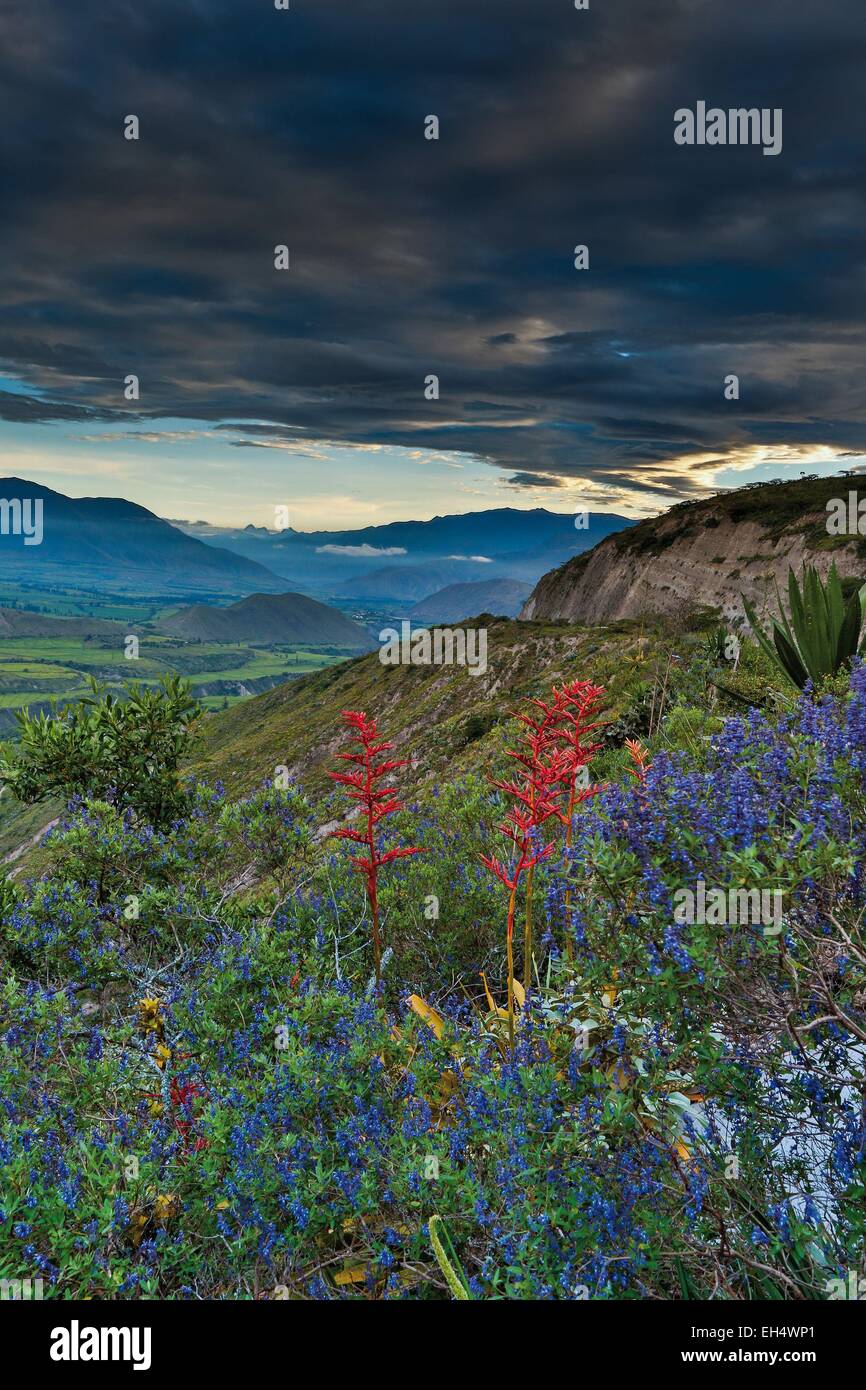 Ecuador flower andes mountain hi-res stock photography and images - Alamy