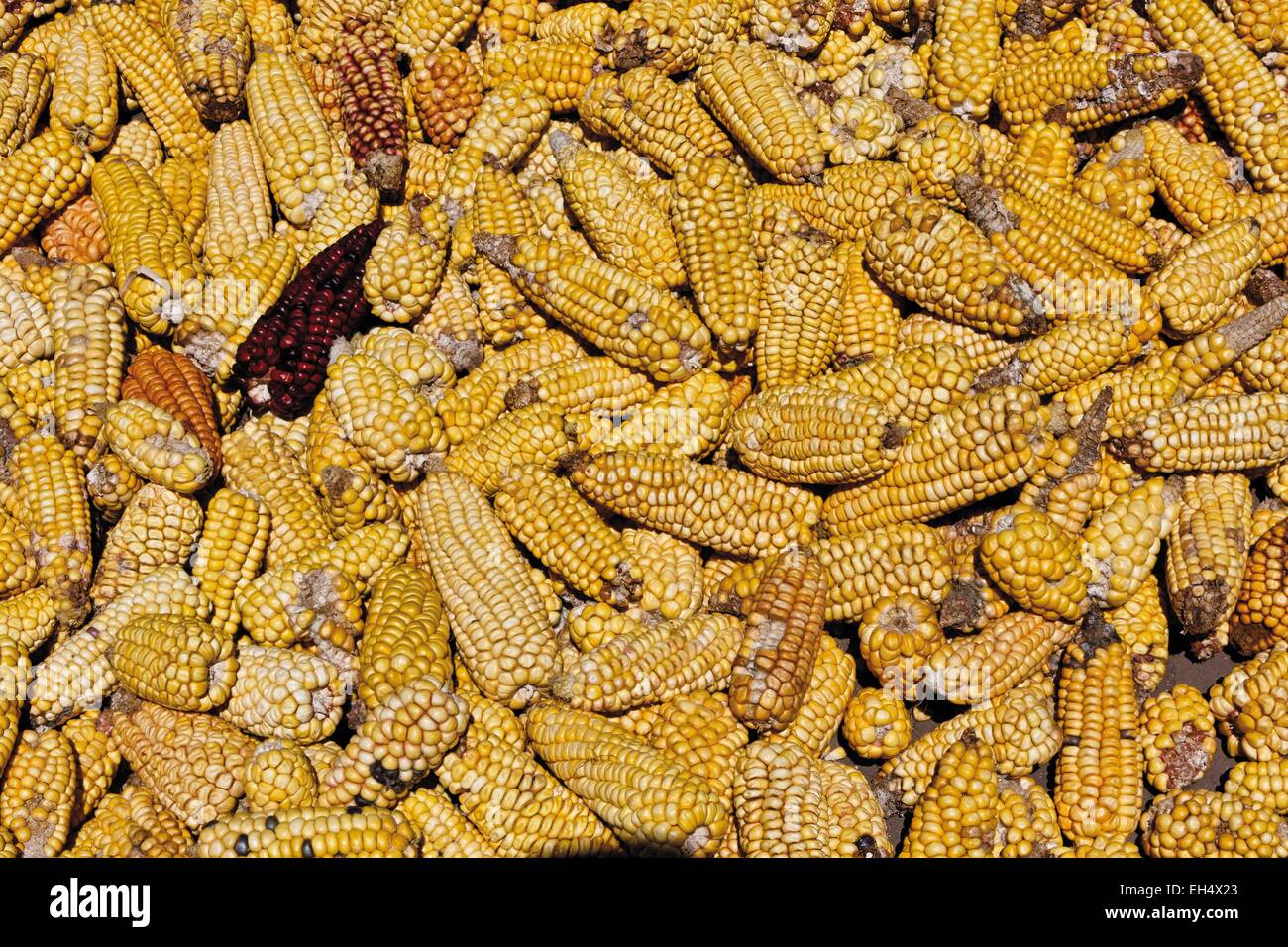 Ecuador, Imbabura, Chilcapamba, Corn cobs drying in the sun outside Stock Photo