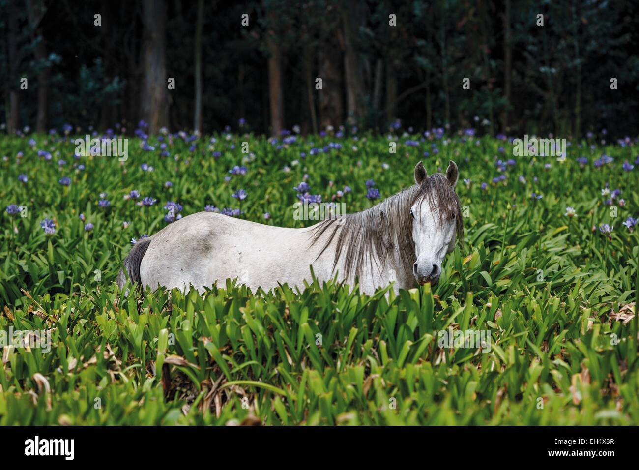 Ecuador, Pichincha, Cayambe, wild horse in a field of agapanthus Stock Photo