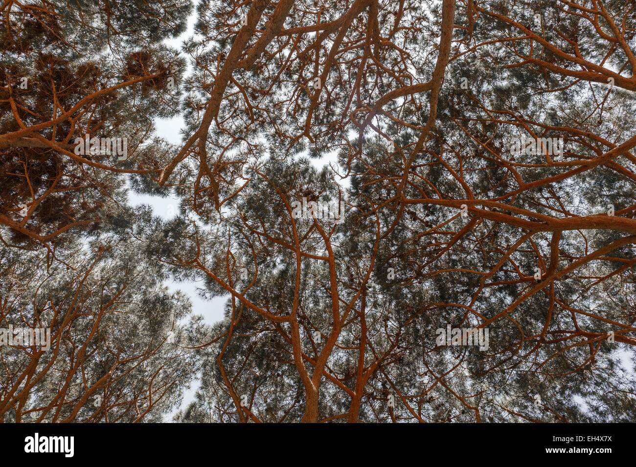 France, Alpes Maritimes, Valbonne, view zenith branches of a pine Stock Photo