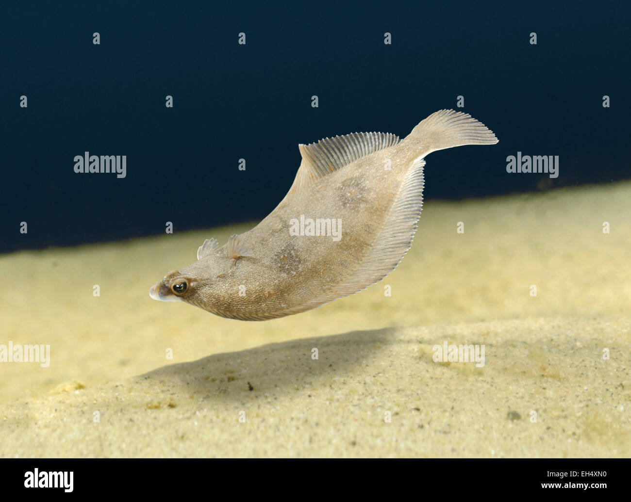 Flat fish swimming hi-res stock photography and images - Alamy