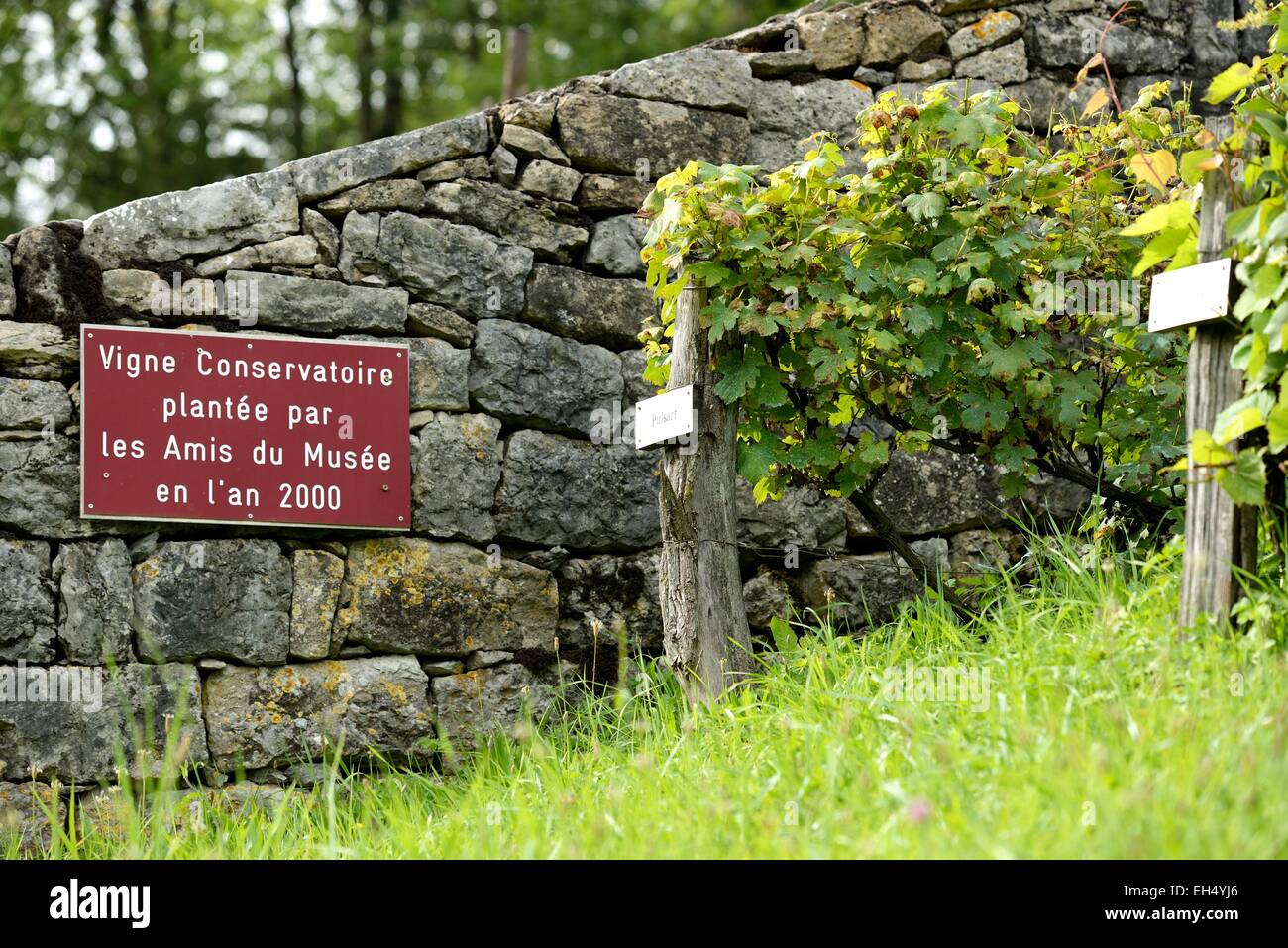 France, Doubs, Lods, labelled Les Plus Beaux Villages de France (The Most beautiful Villages of France), Conservatory Vine Stock Photo