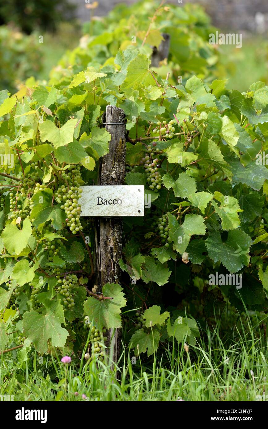 France, Doubs, Lods, labelled Les Plus Beaux Villages de France (The Most beautiful Villages of France), Conservatory Vine, grape variety vine Bacco Stock Photo