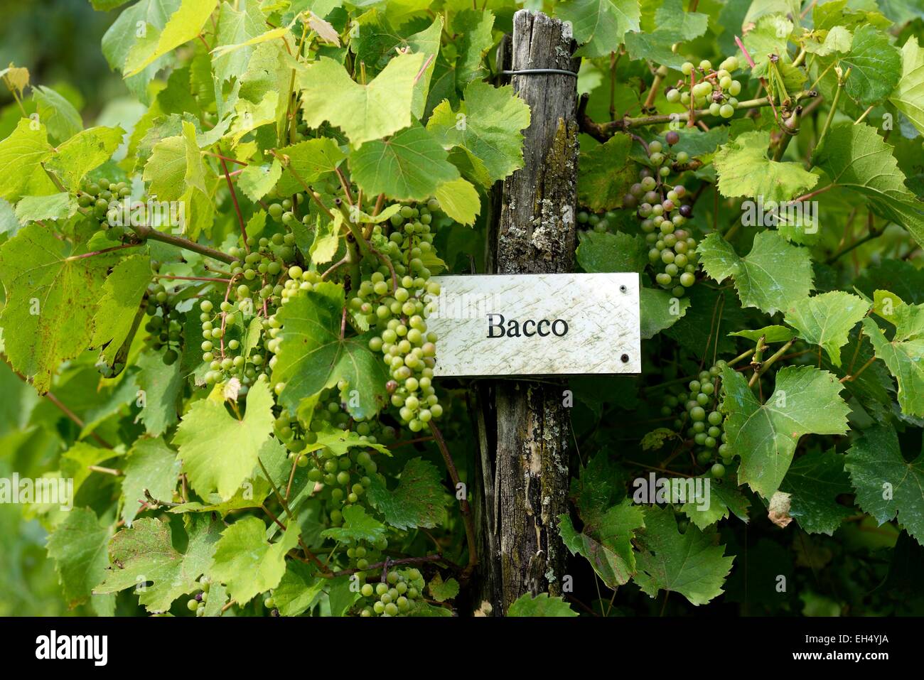 France, Doubs, Lods, labelled Les Plus Beaux Villages de France (The Most beautiful Villages of France), Conservatory Vine, grape variety vine Bacco Stock Photo