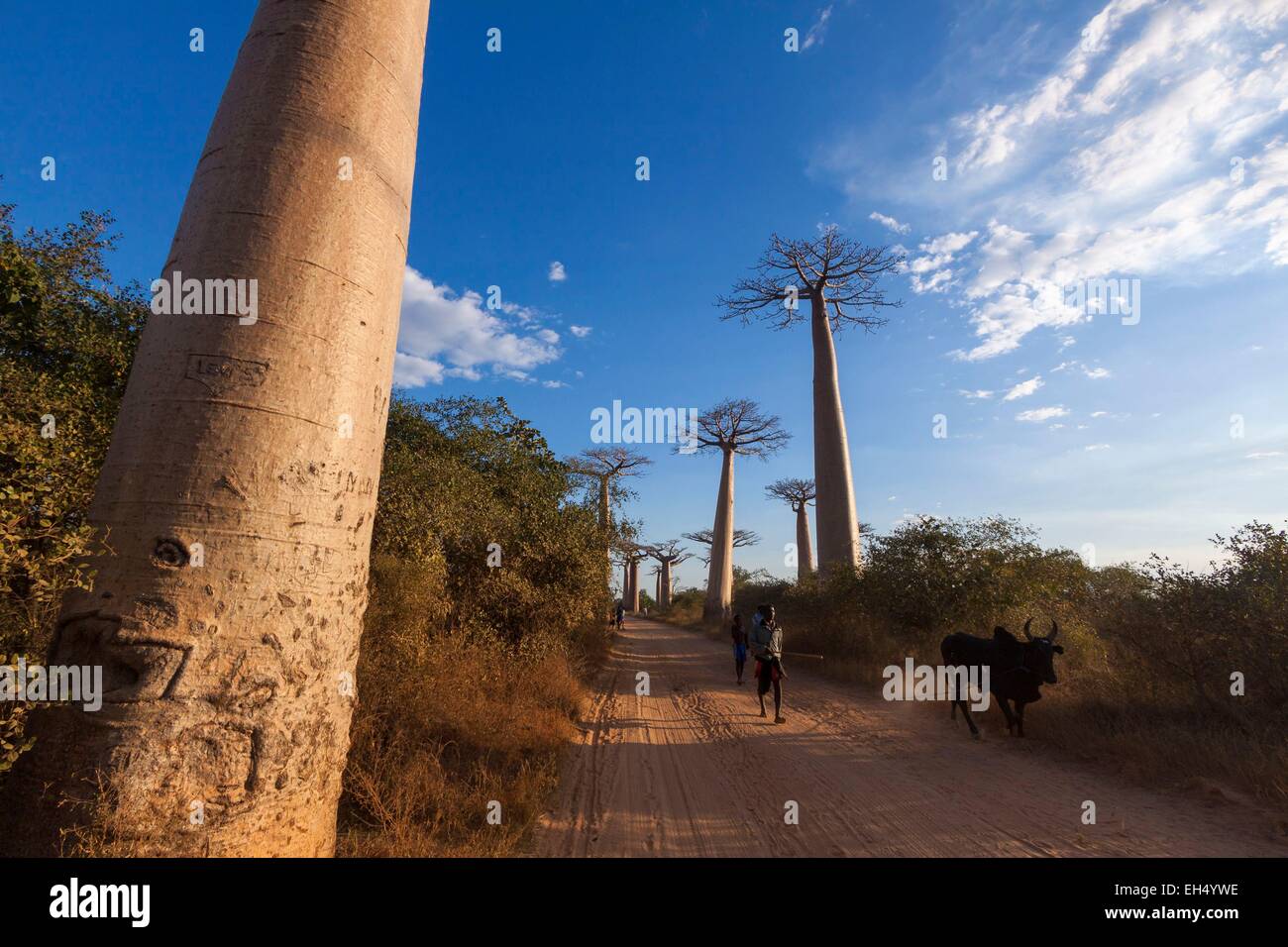 Madagascar, Menabe region, Morondava, villagers and zebu in the alley of the baobabs, Grandidier's Baobabs (Adansonia grandidieri) Stock Photo