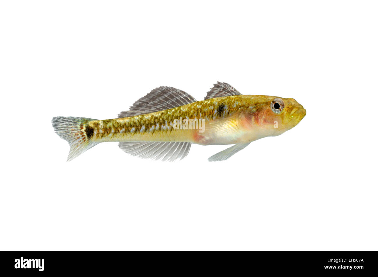 Two-spotted Goby - Gobiusculus flavescens Stock Photo
