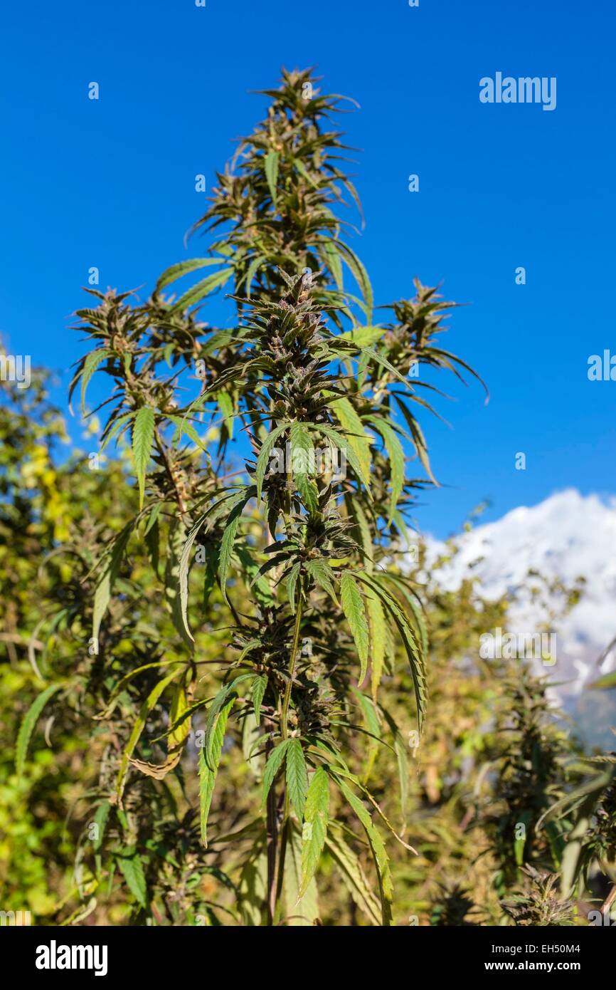 Nepal, Gandaki zone, Tsum valley trek, cannabis grows wild in the valley Stock Photo