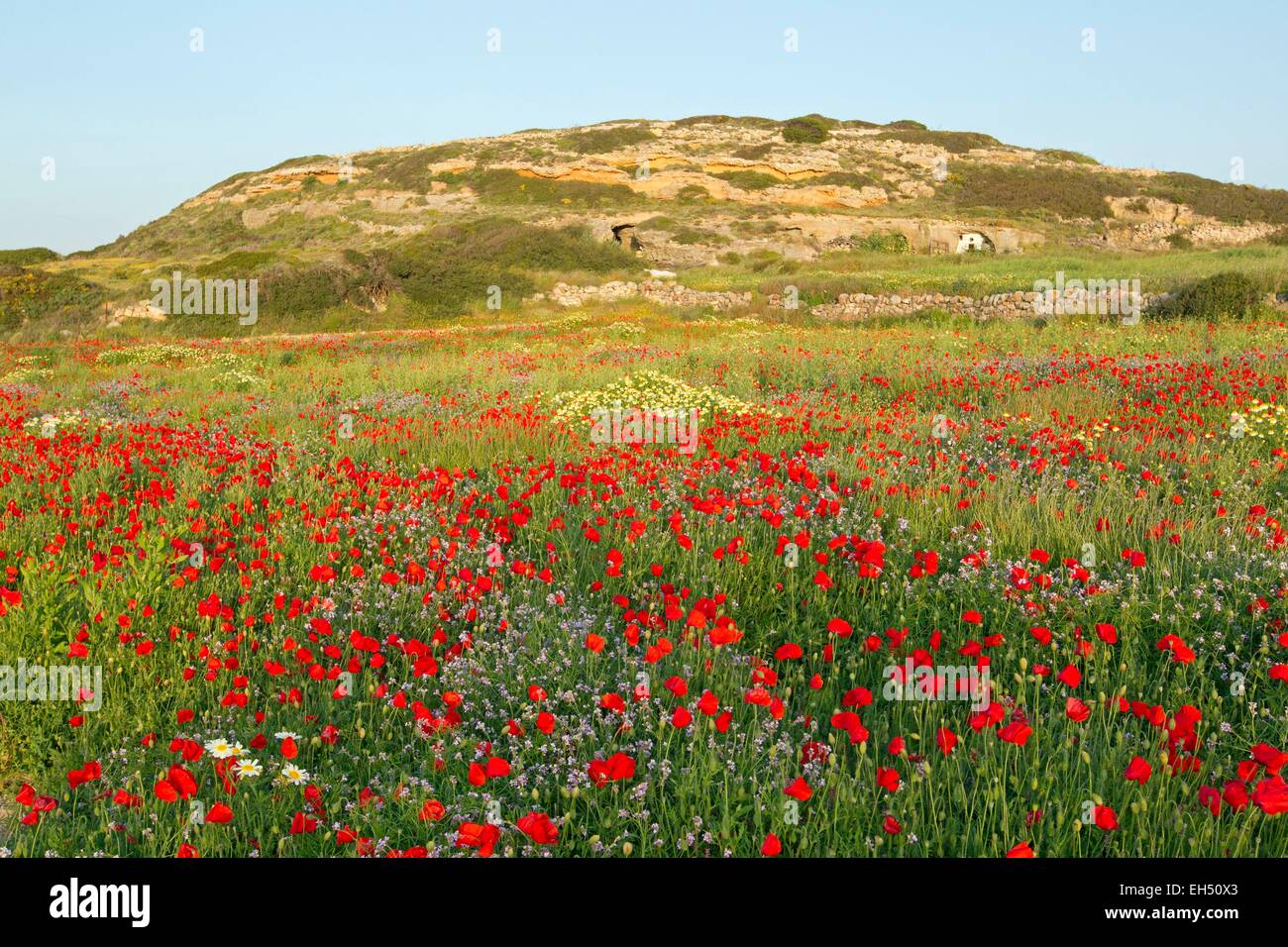 Greece, Cyclades, Island of Milos, flowery meadow Stock Photo
