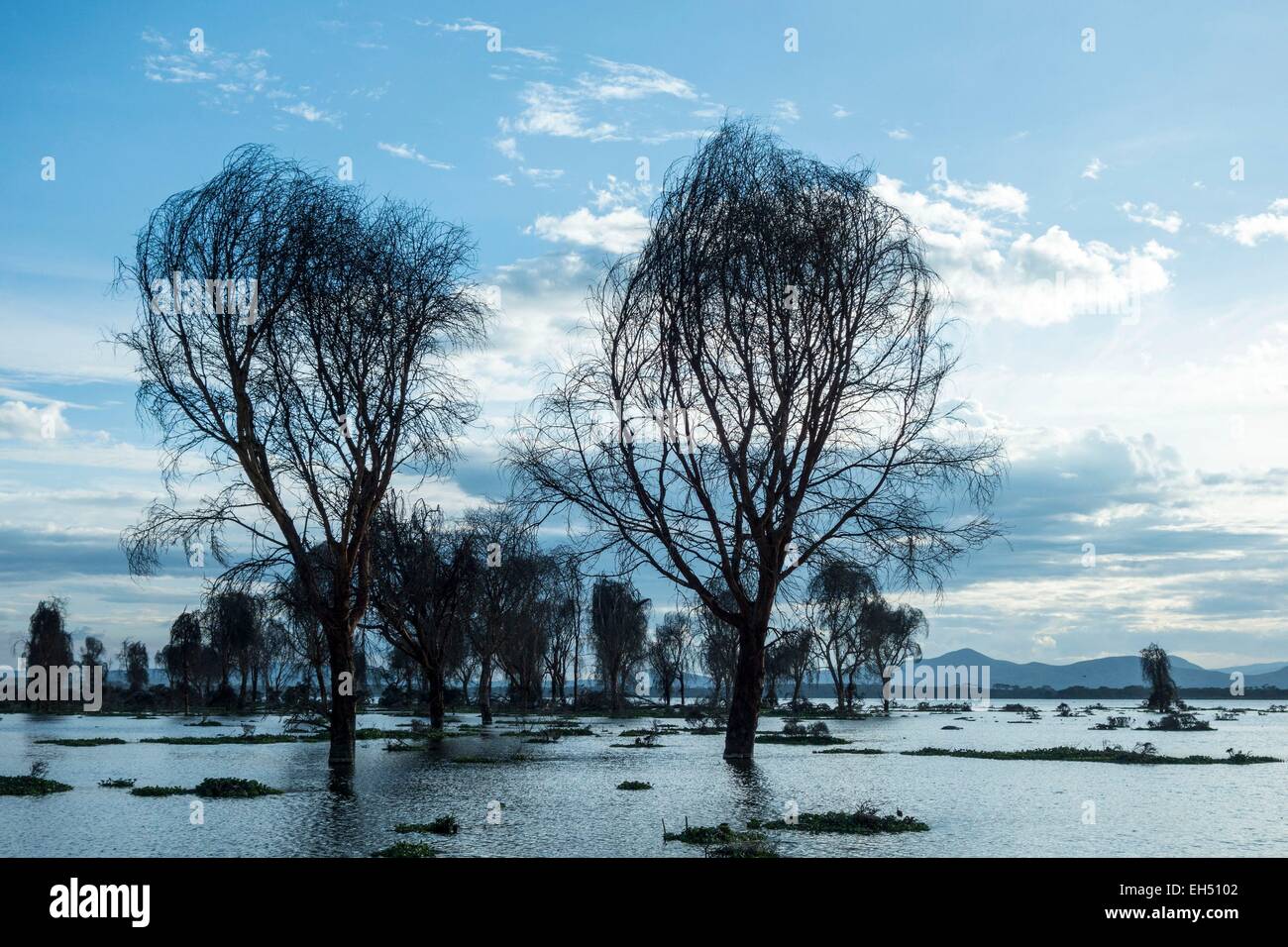 Kenya, lake Naivasha and dead trees, flooded in 2014 Stock Photo