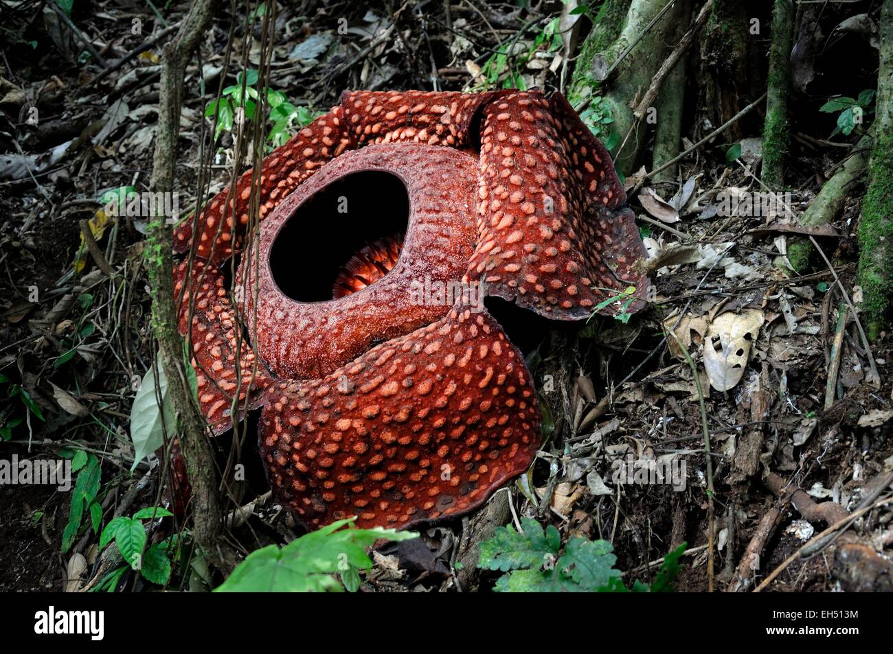 Indonesia, West Sumatra, Bukittinggi, Lembah Anai Nature Reserve, the Rafflesia, the largest flower in the world found in the rainforest Stock Photo