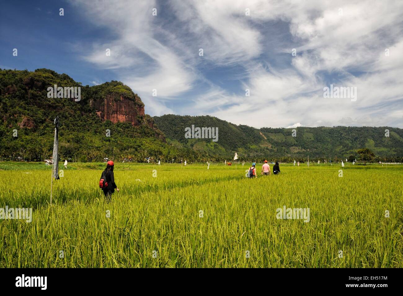 Indonesia, West Sumatra, Minangkabau Highlands, Bukittinggi area, Harau valley, group of hikers in the rice fields surrounded by cliffs in Harau valley Stock Photo