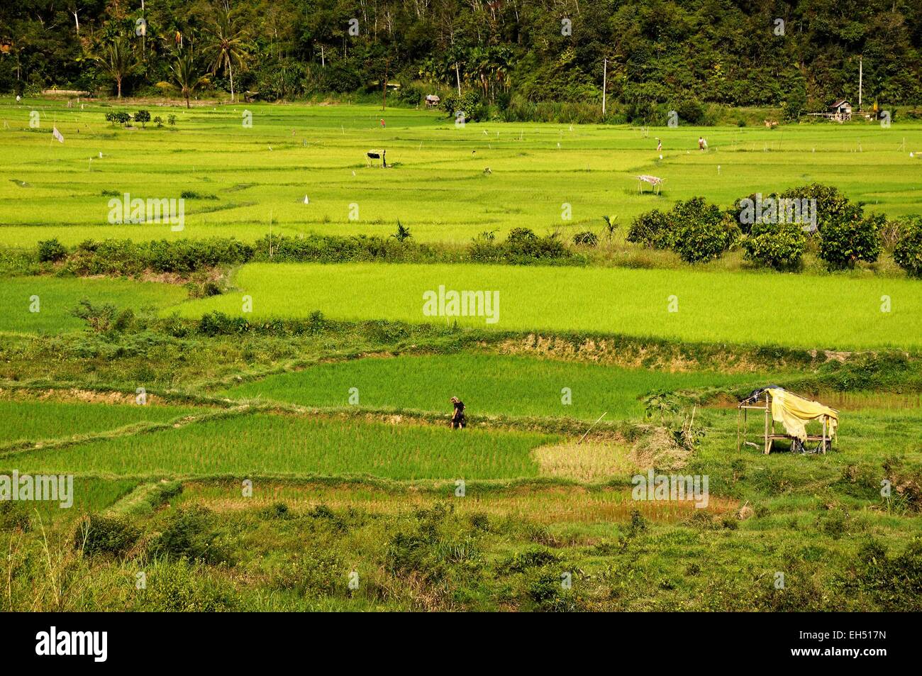 Indonesia, West Sumatra, Minangkabau Highlands, Bukittinggi area, Harau valley, rice fields surrounded by cliffs in Harau valley Stock Photo