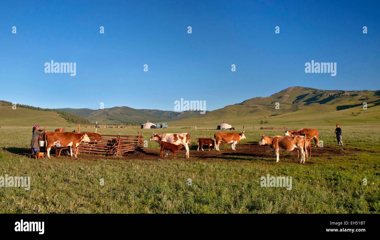 Mongolia, Selenge, milking the cows Stock Photo
