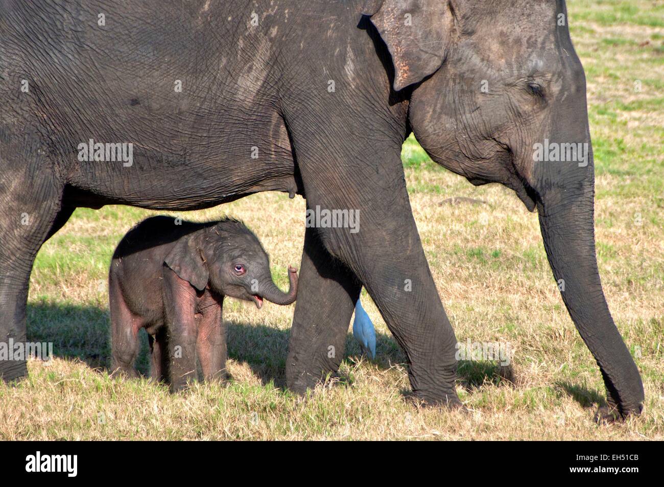 Sri Lanka, Minneriya national park, 3-day old elephant calf Stock Photo