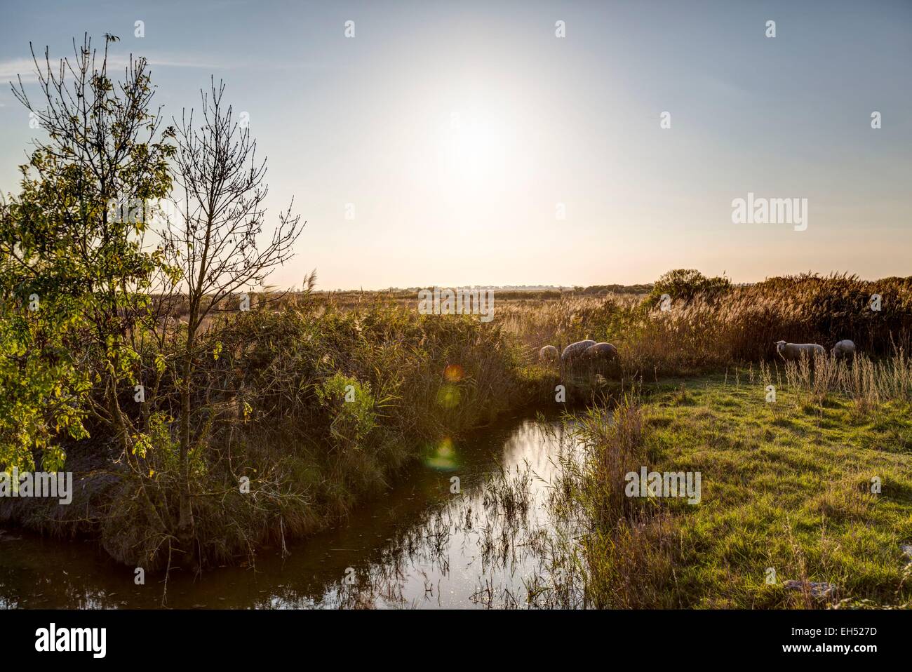 France, Gironde, Anglade, landscape around the village Stock Photo