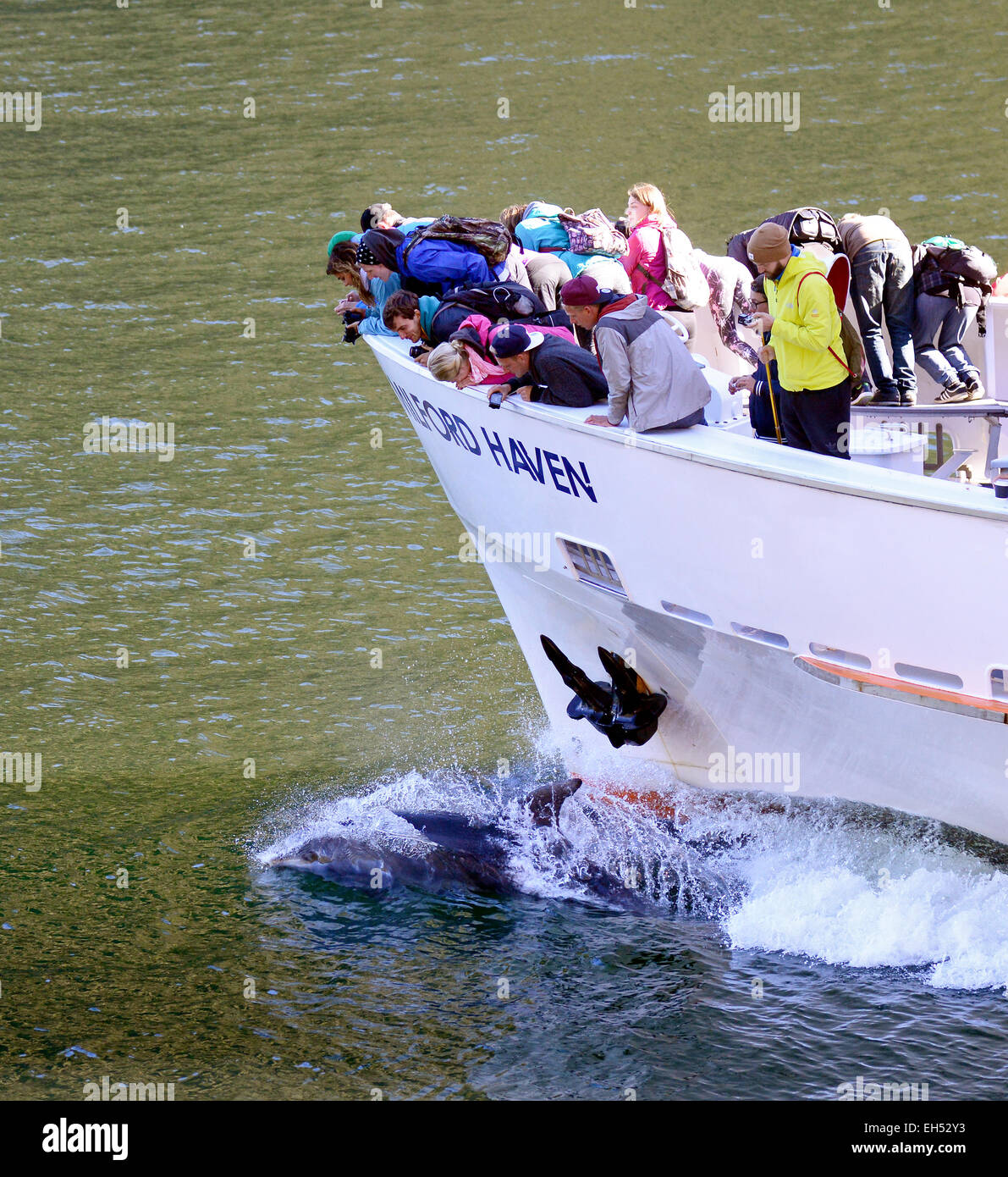 Tourists lead over the bow of the Milford Haven to look at the dolphins playing off the boats bow in Milford Sound New Zealand. Stock Photo