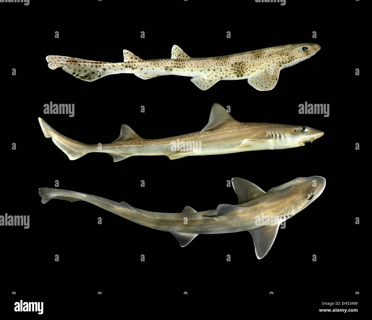 Lesser Spotted Catshark - Scyliorhinus canicula (top) Starry Smooth Hound - Mustelus asterias (middle) Smooth Hound - (bottom) Stock Photo