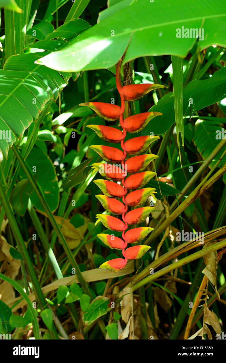 Lobster Claw Plant High Resolution Stock Photography and Images Alamy