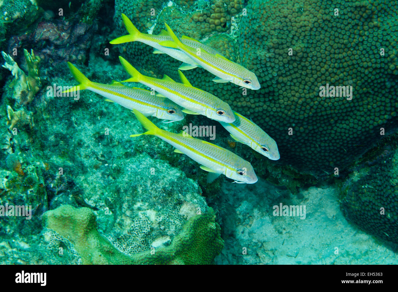 Yellow Goatfish - Mulloidichthys martinicus Stock Photo