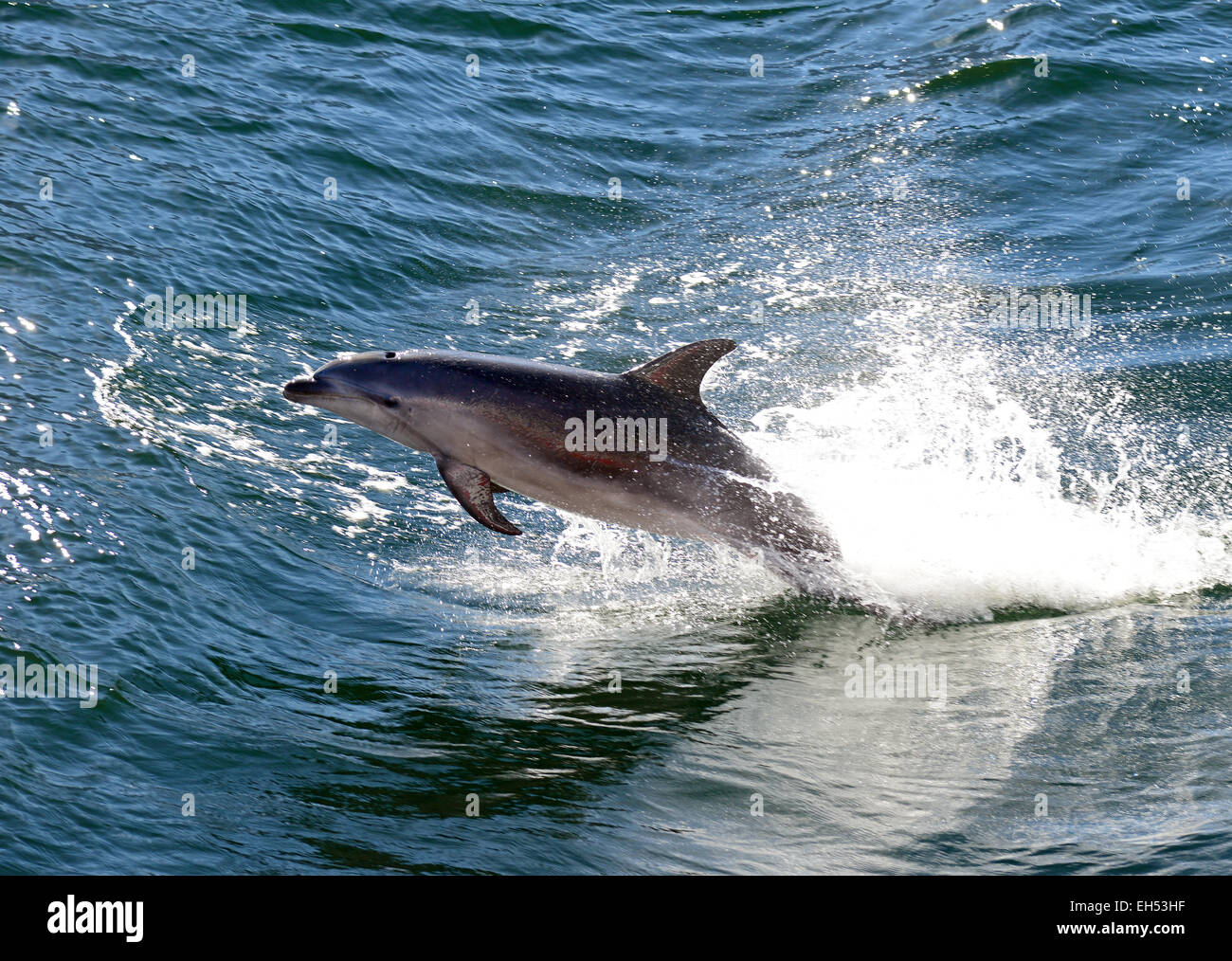 Dolphin jumps out of the water in Milford Sound, Fiordland, South Island, New Zealand. Stock Photo