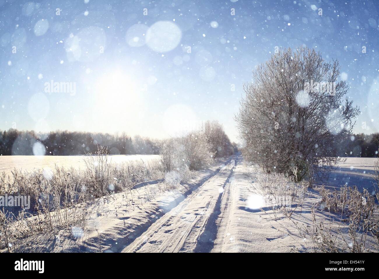 Winter in the forest Stock Photo - Alamy