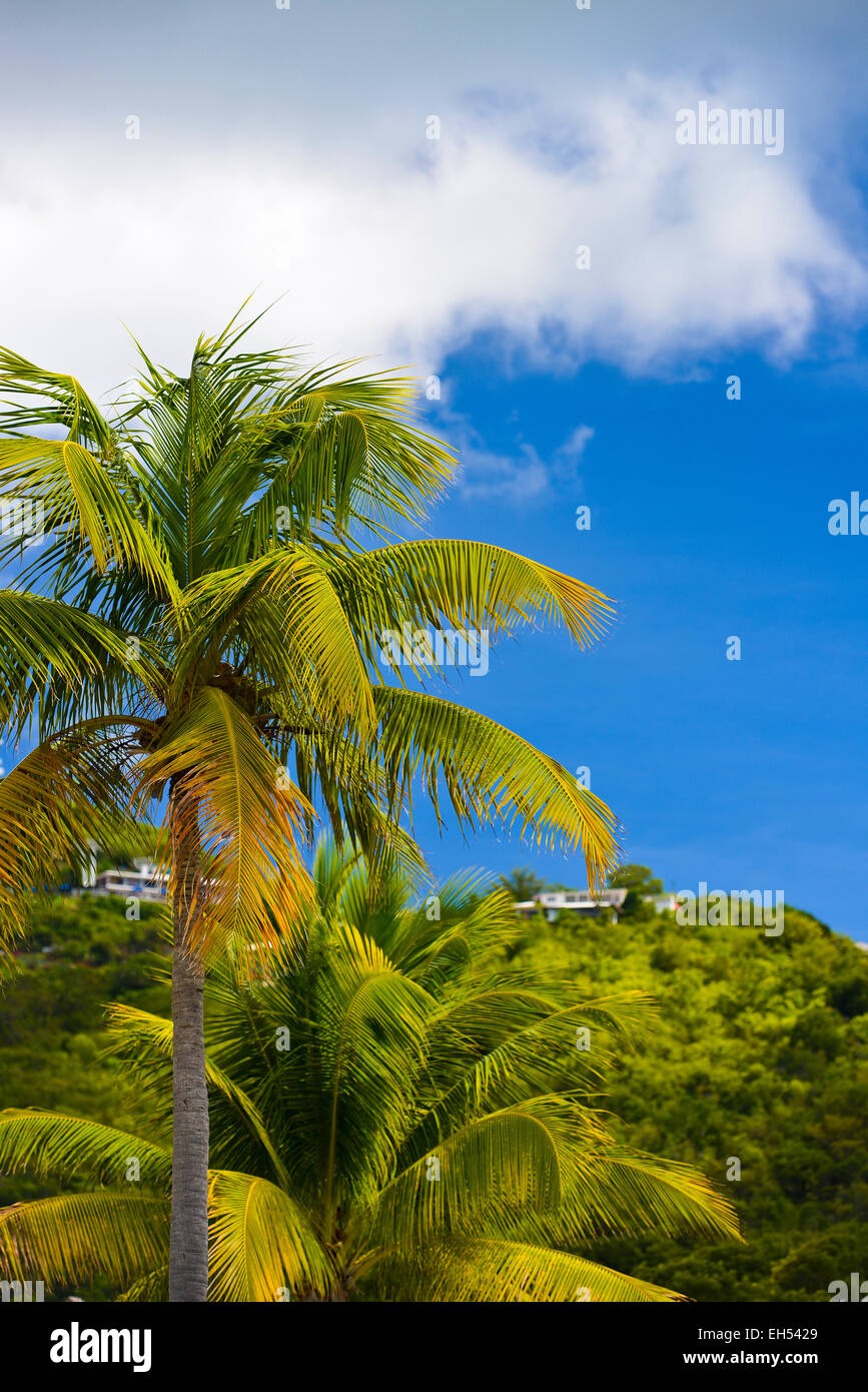 Palm trees and blue sky Stock Photo - Alamy