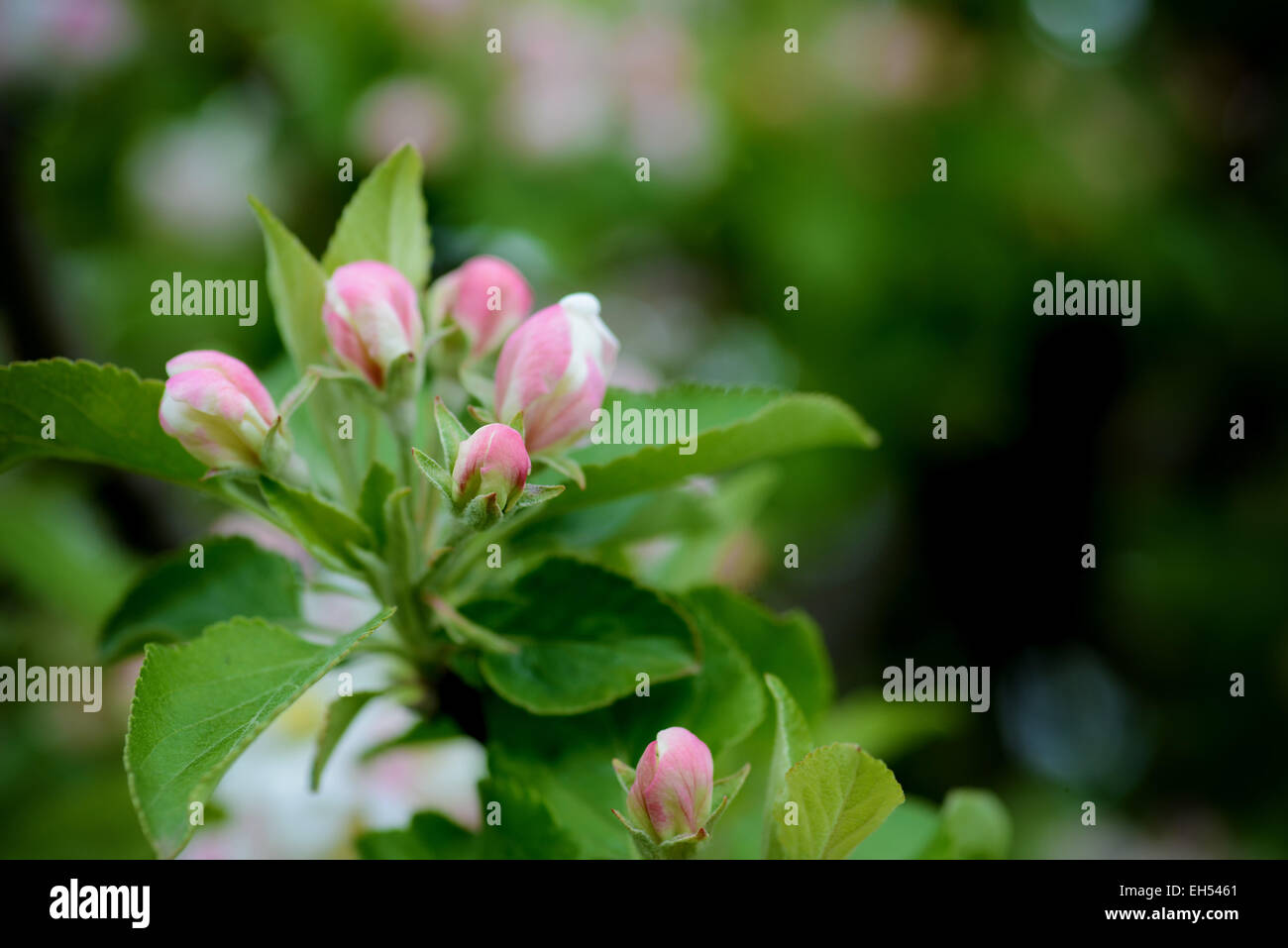 Apple blossoms in spring on a hot day Stock Photo