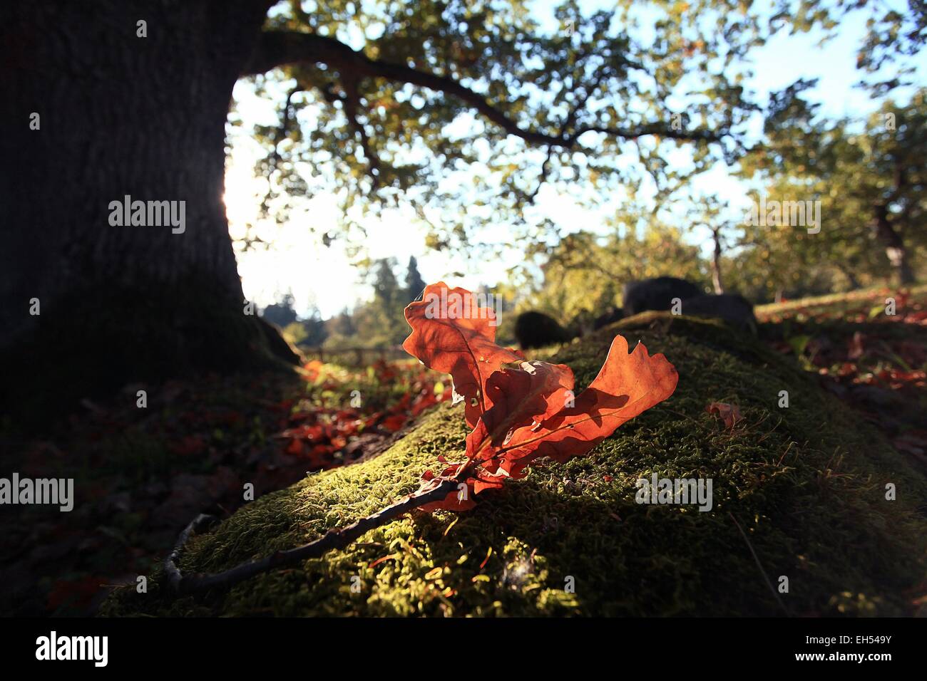 autumn park forest, landscape yellow Stock Photo - Alamy