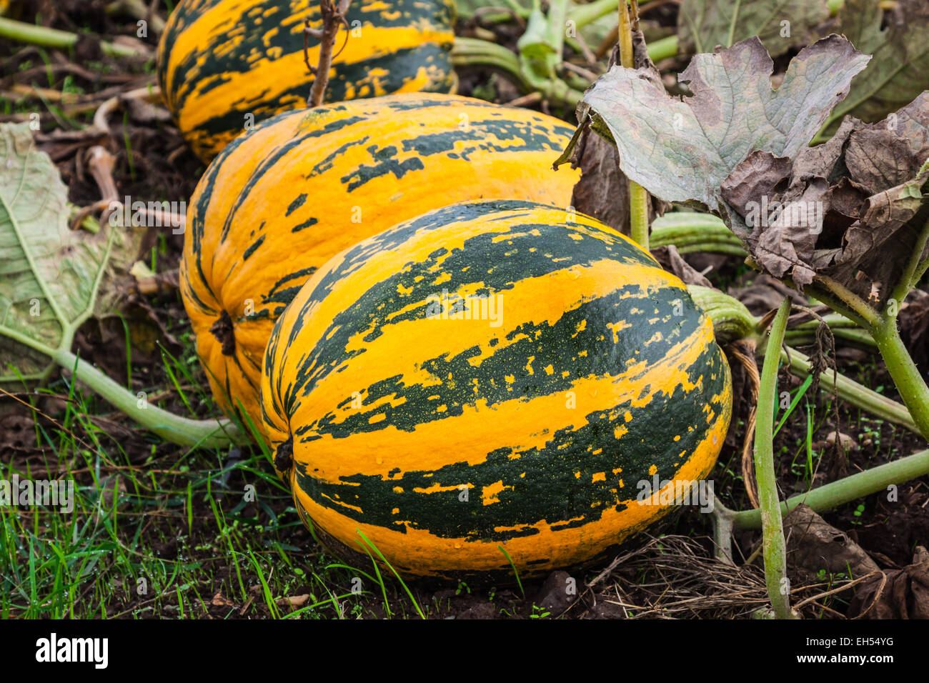 pumpkins on the field Stock Photo - Alamy