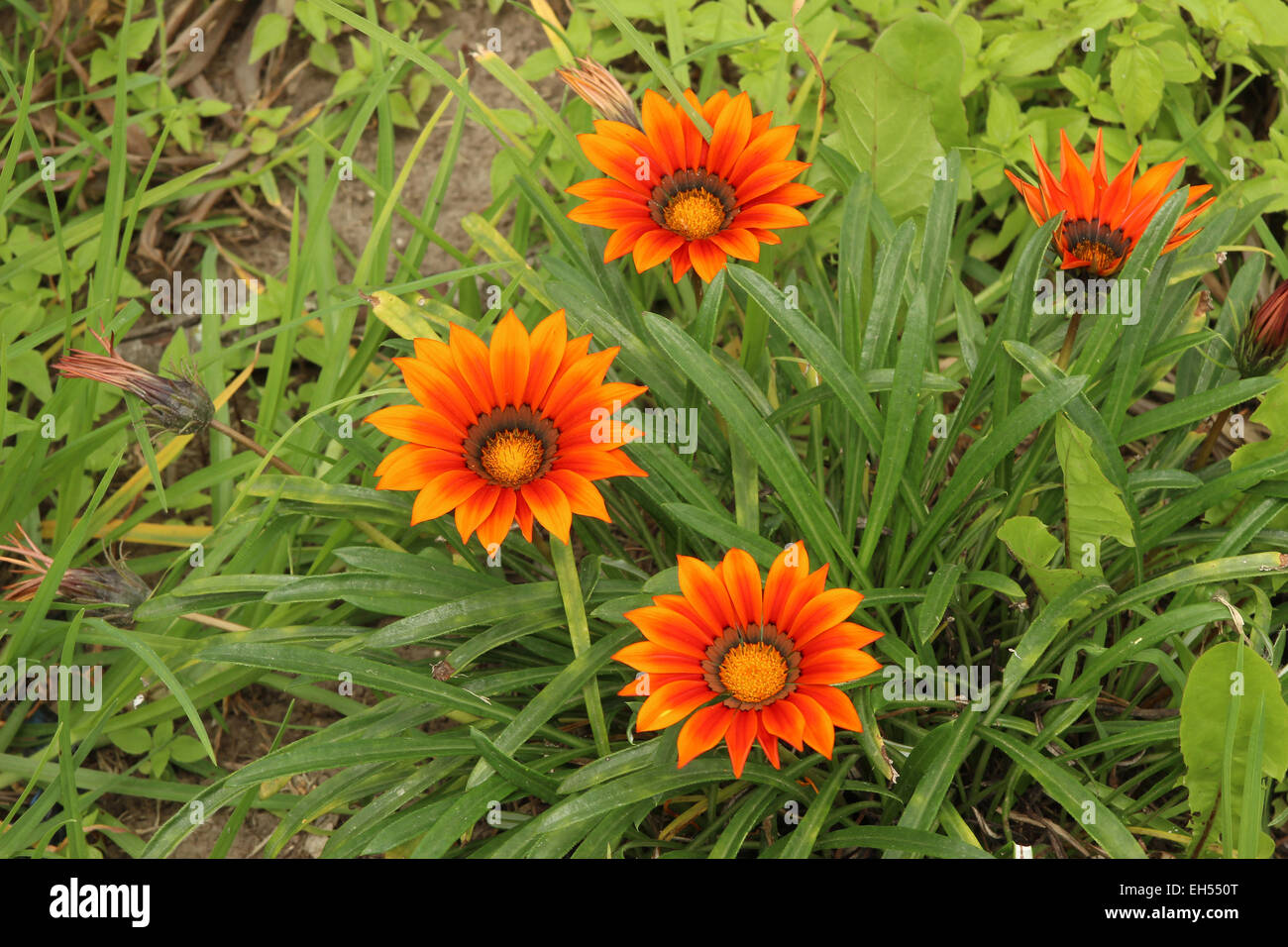 Orange flowers in a flower garden in Cotacachi, Ecuador Stock Photo