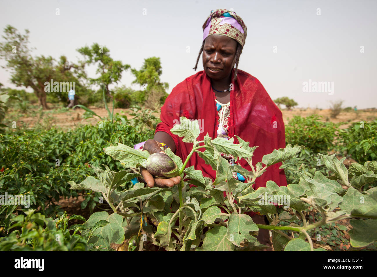 Women's Garden Group, Tera, west Niger: Ramata Hama, 38, one of 52 women in the local gardening group provides both food and income through the food crisis. Stock Photo