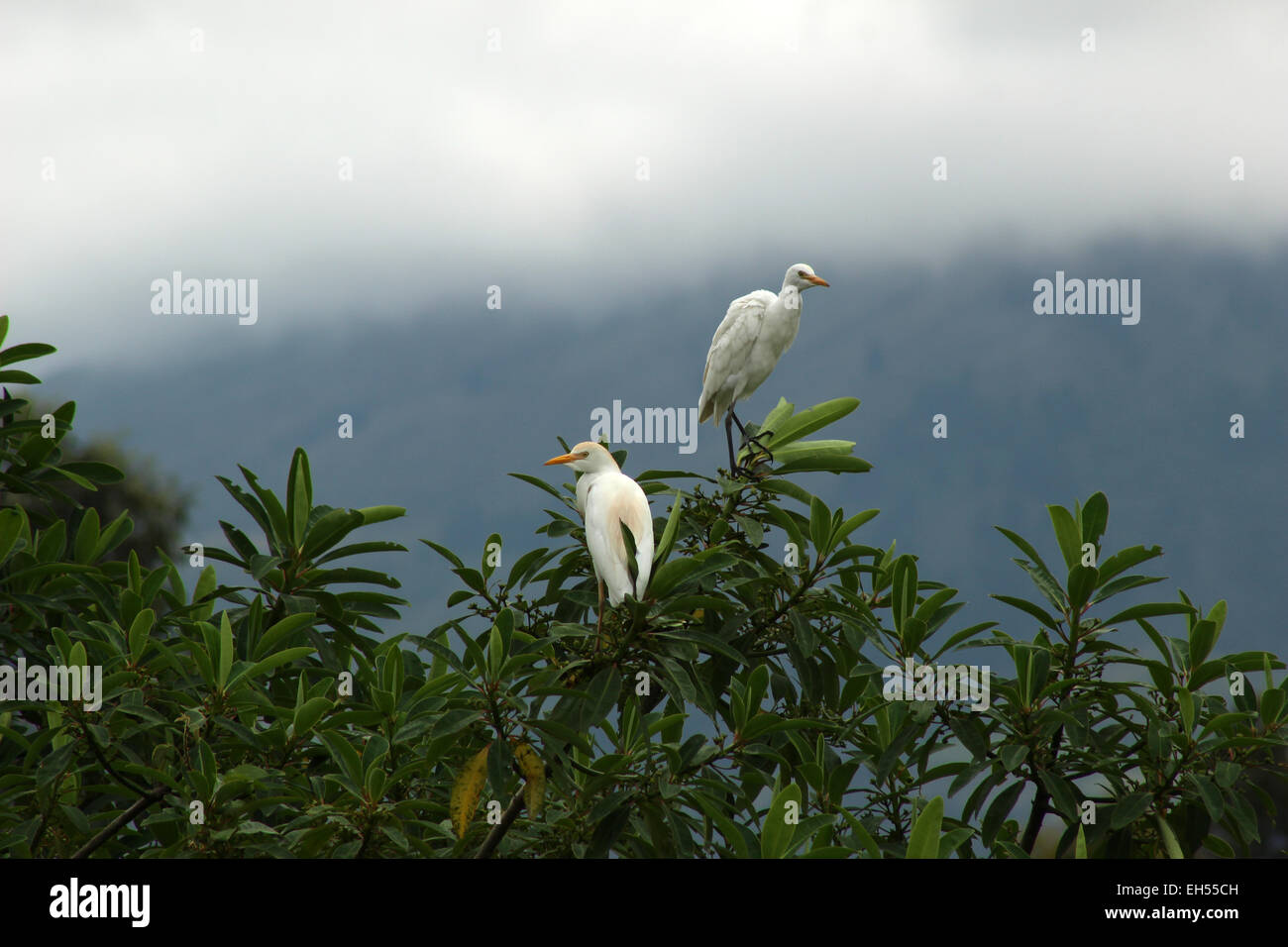 A Cattle Egret perched on a tree in a pasture on a farm in Cotacachi, Ecuador Stock Photo