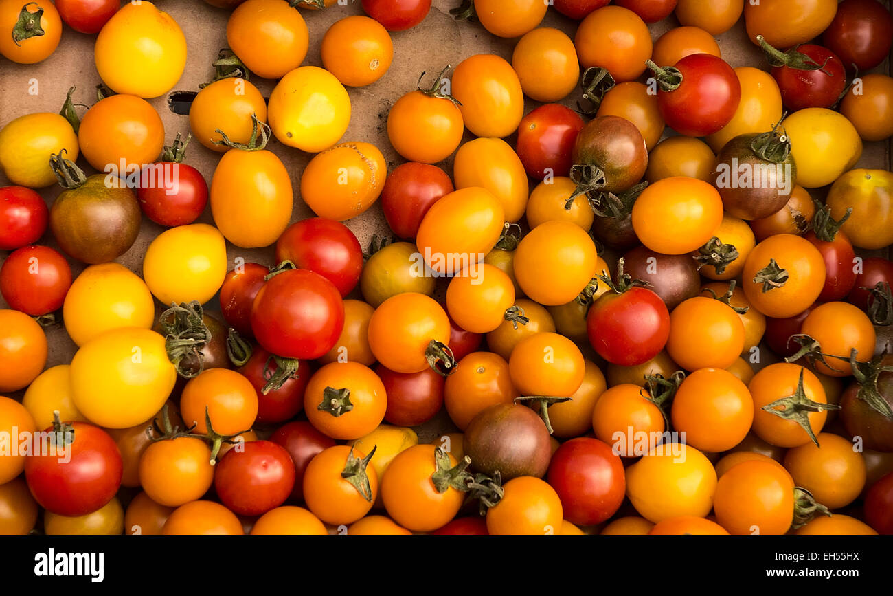 Organic Cherry Tomatoes At Harvest Stock Photo Alamy