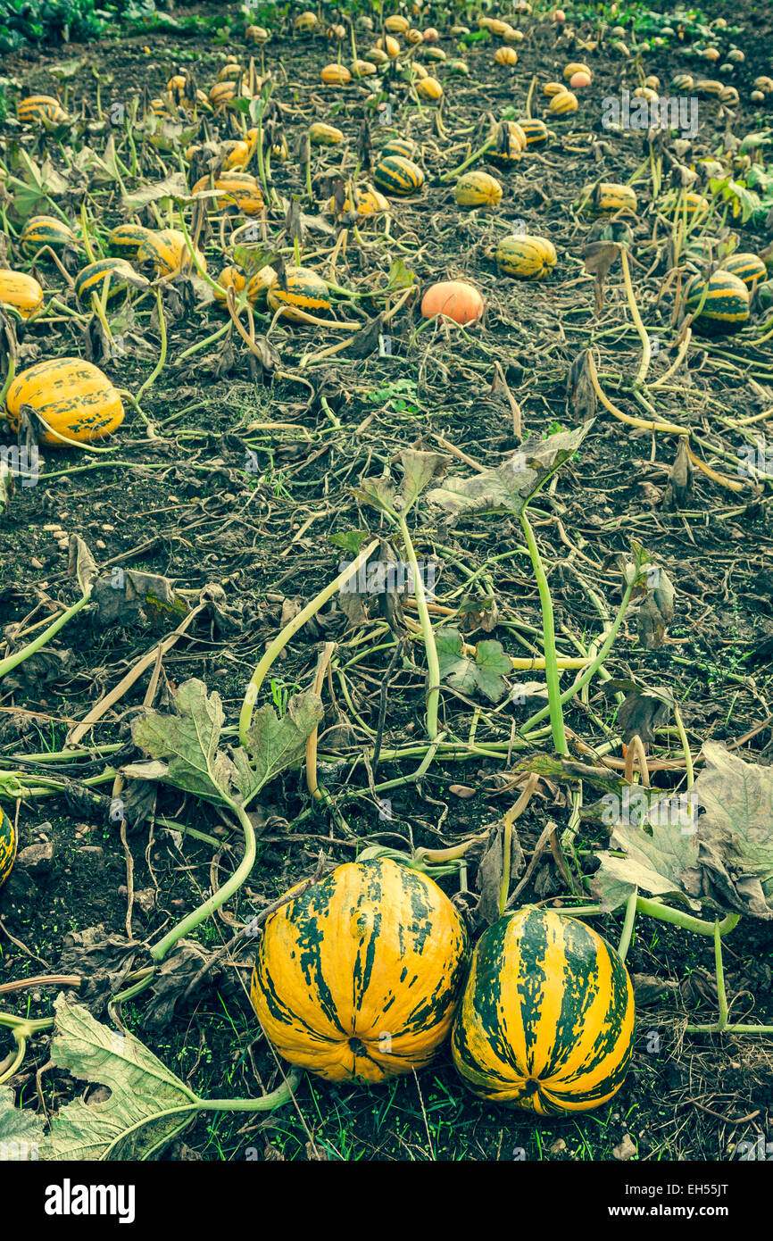 pumpkins on the field Stock Photo - Alamy