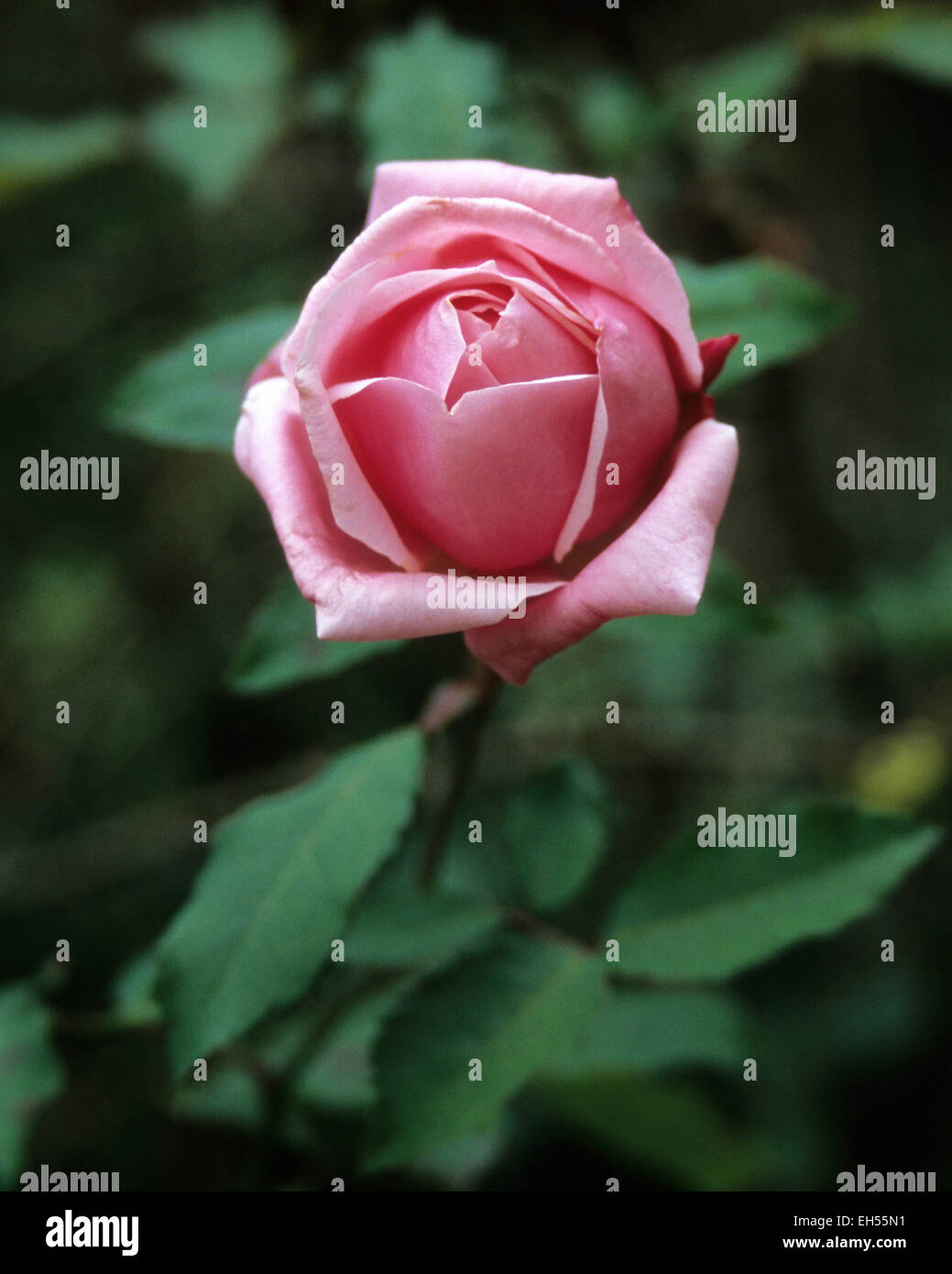 Single rose flower growing in a garden Stock Photo