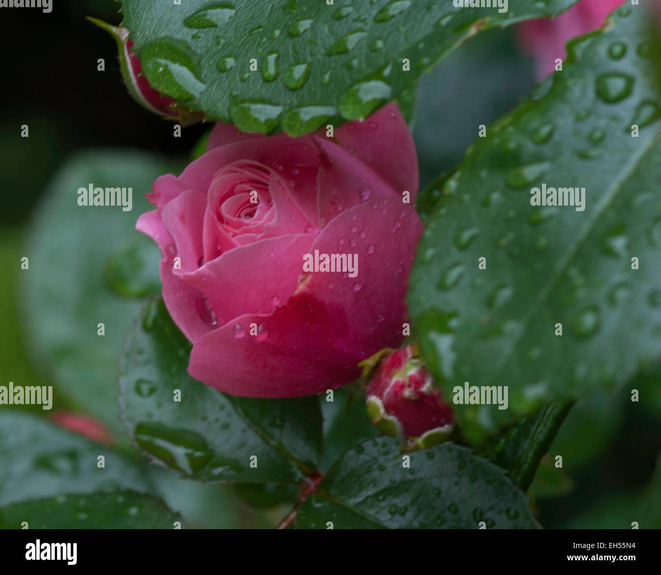 Single rose flower in a garden Stock Photo Alamy