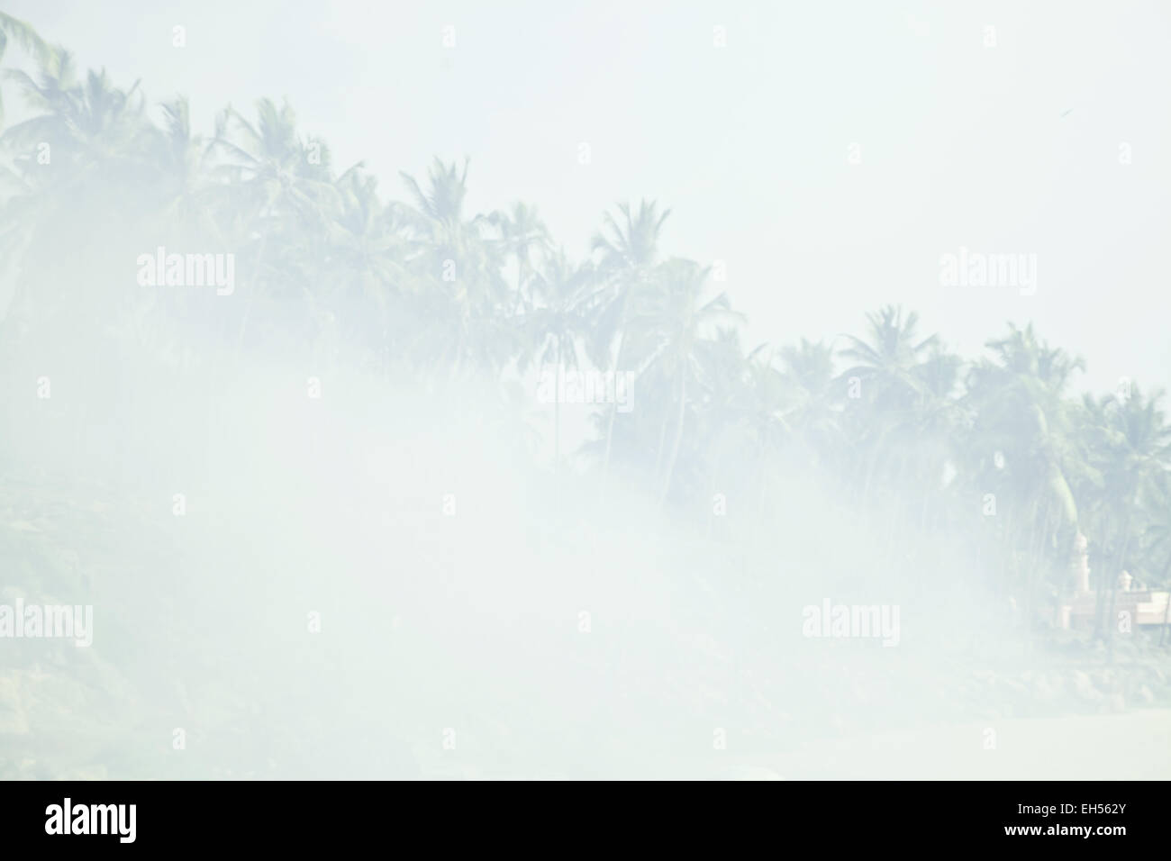 Palm trees and thick smoke from a fire in the tropics Stock Photo