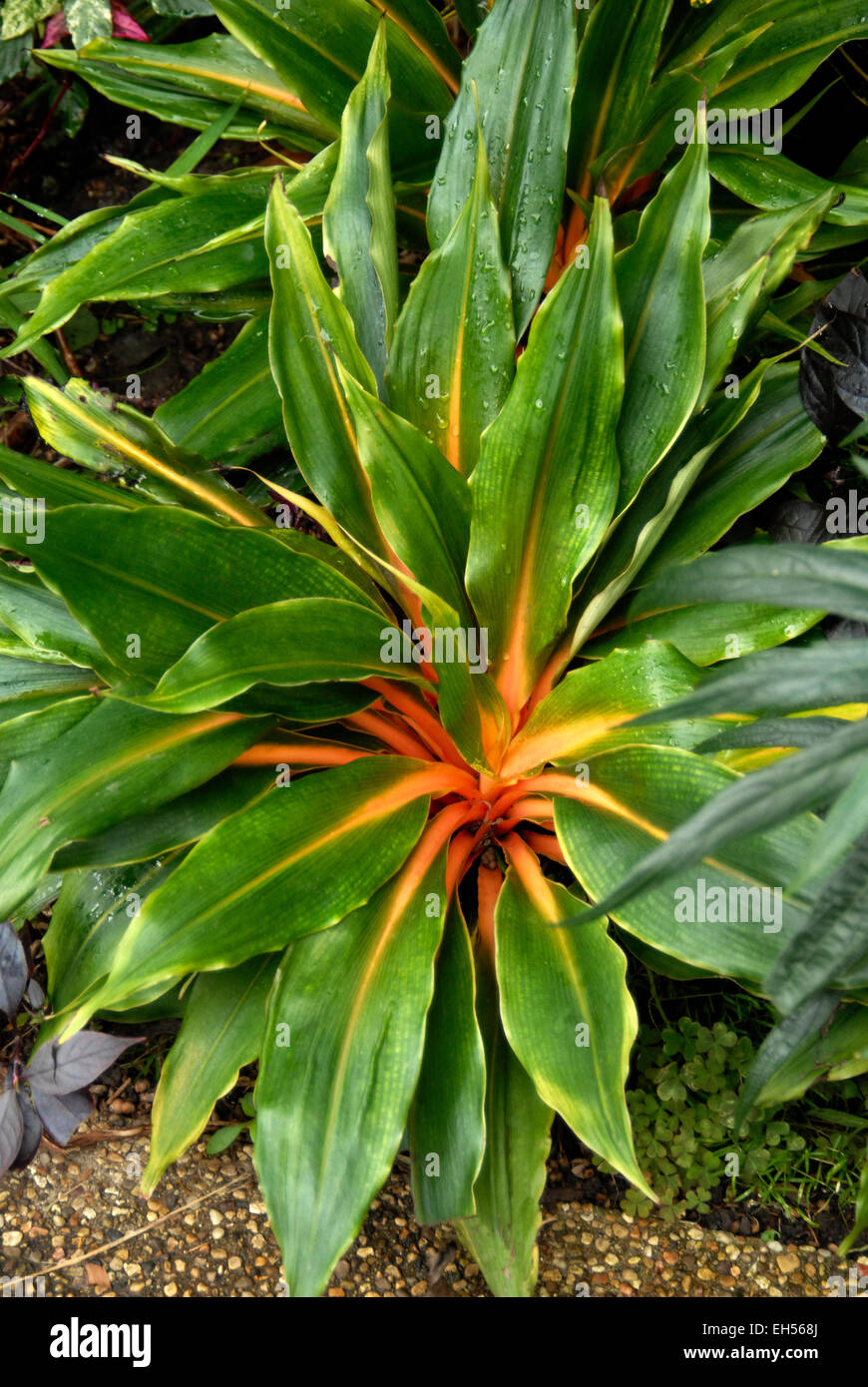 Chlorophytum amaniense,  Chlorophytum orchidantheroides,  Mandarin Plant houseplant Stock Photo