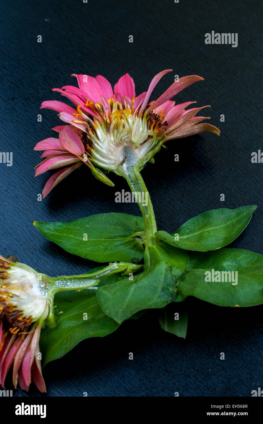 Cross section of a zinnia Stock Photo