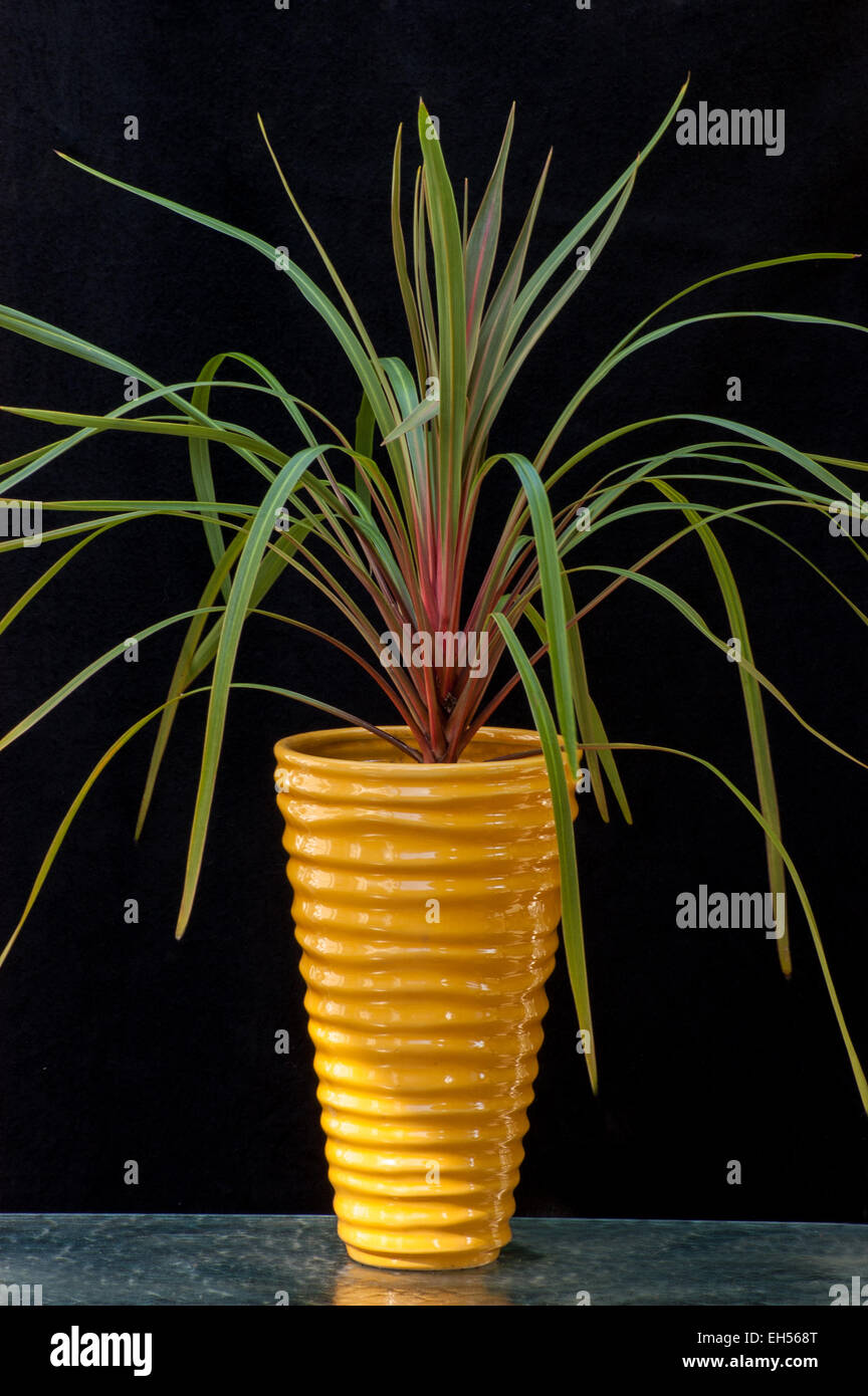 Dracena in yellow vase Stock Photo