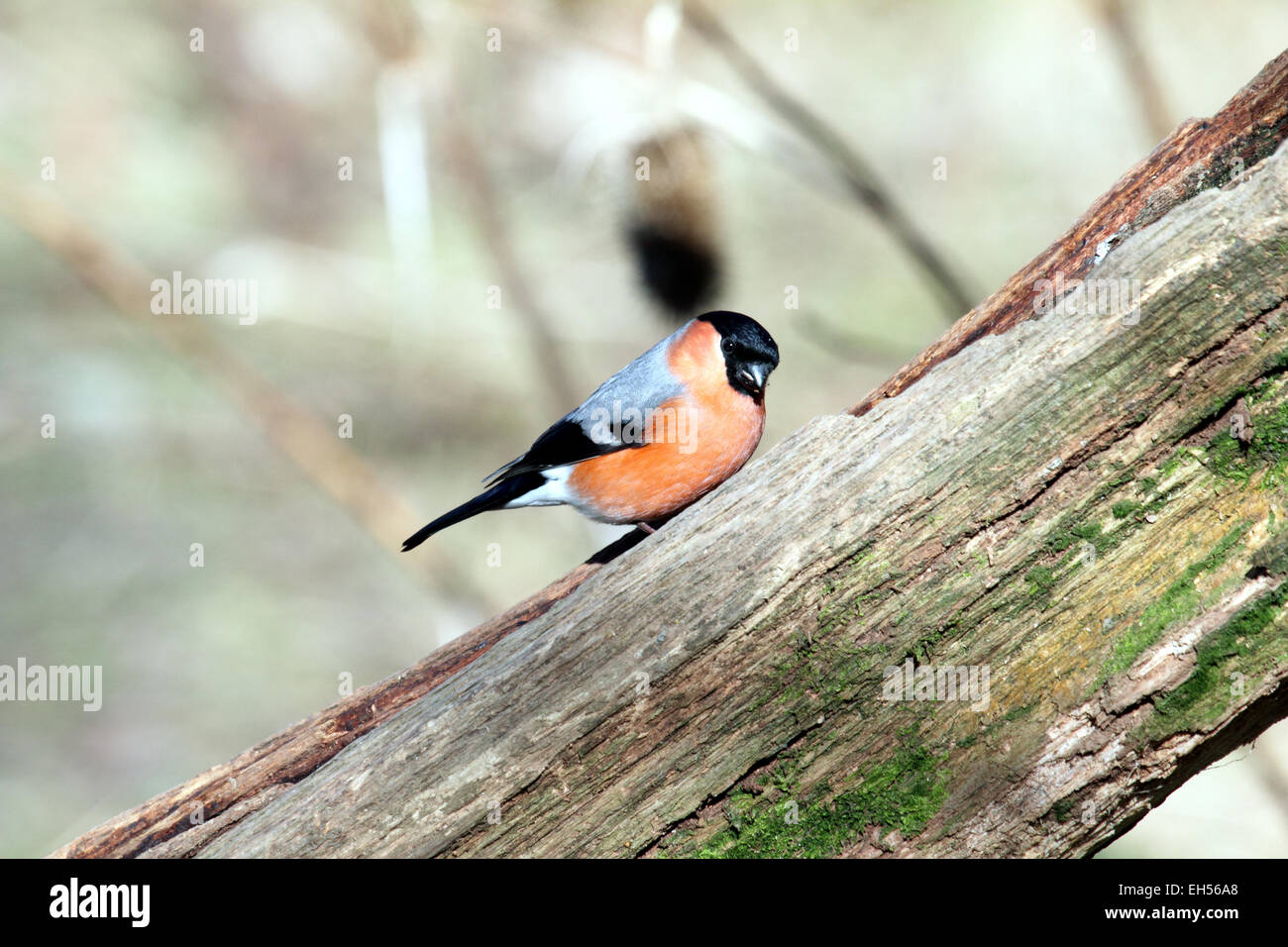 Bullfinch Pyrrhula pyrrhula A female hen  bullfinch a bird of   Woodlands  orchard   hedgerows located by its mournful call. Stock Photo