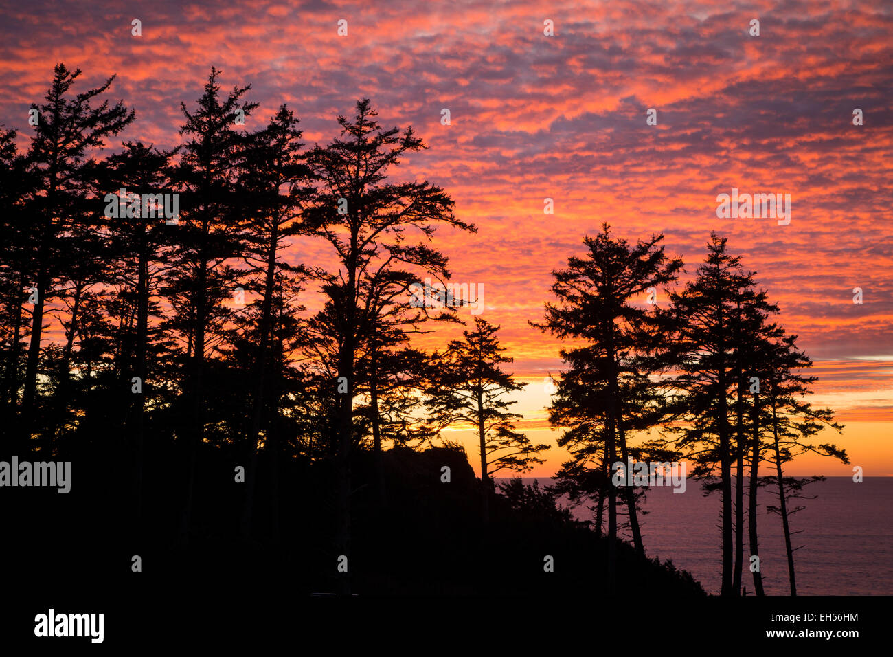 Silhouette fir trees hi-res stock photography and images - Alamy