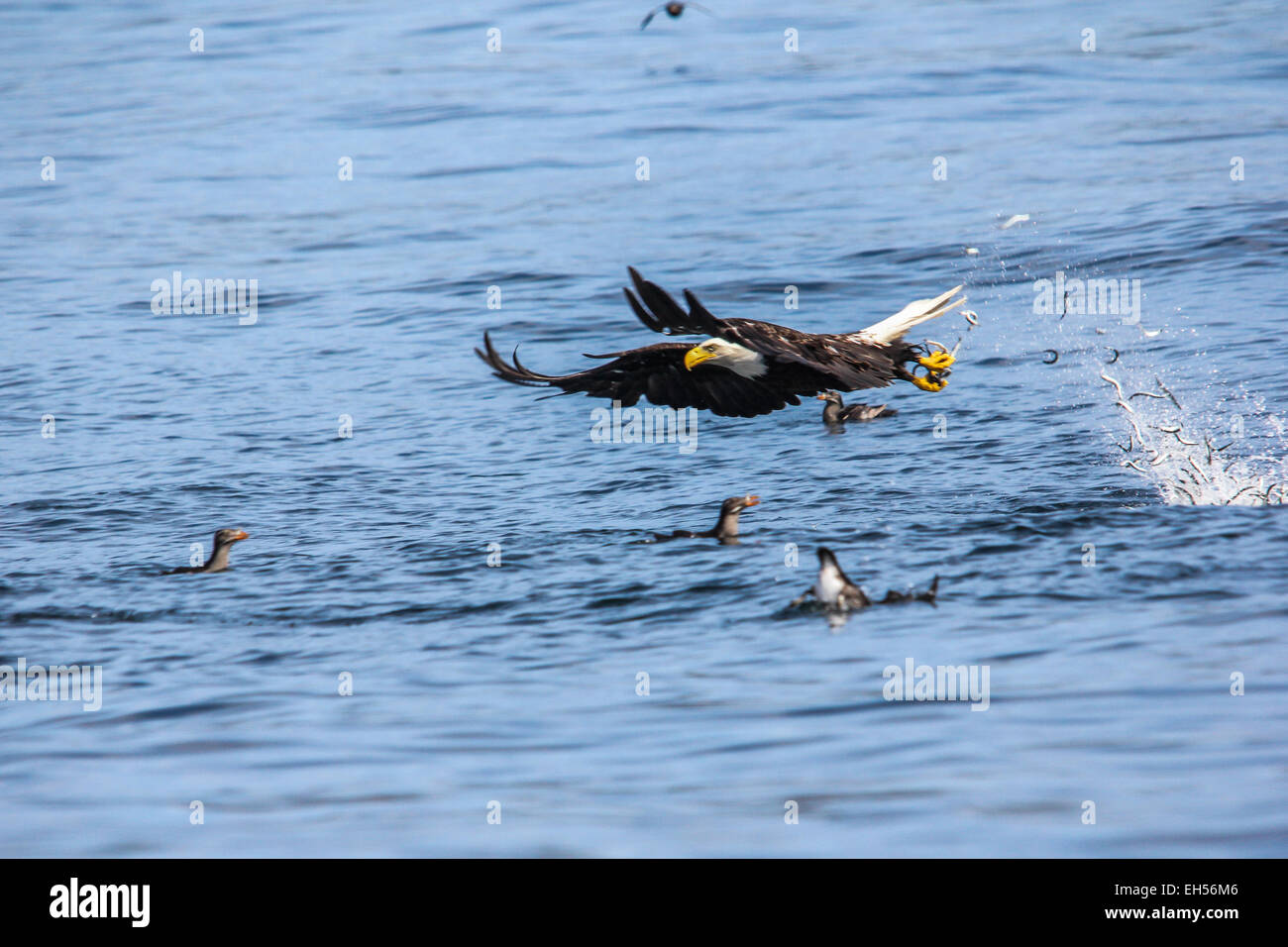 A mature Bald eagle scoops a few dozen pinfish on a flyby on the