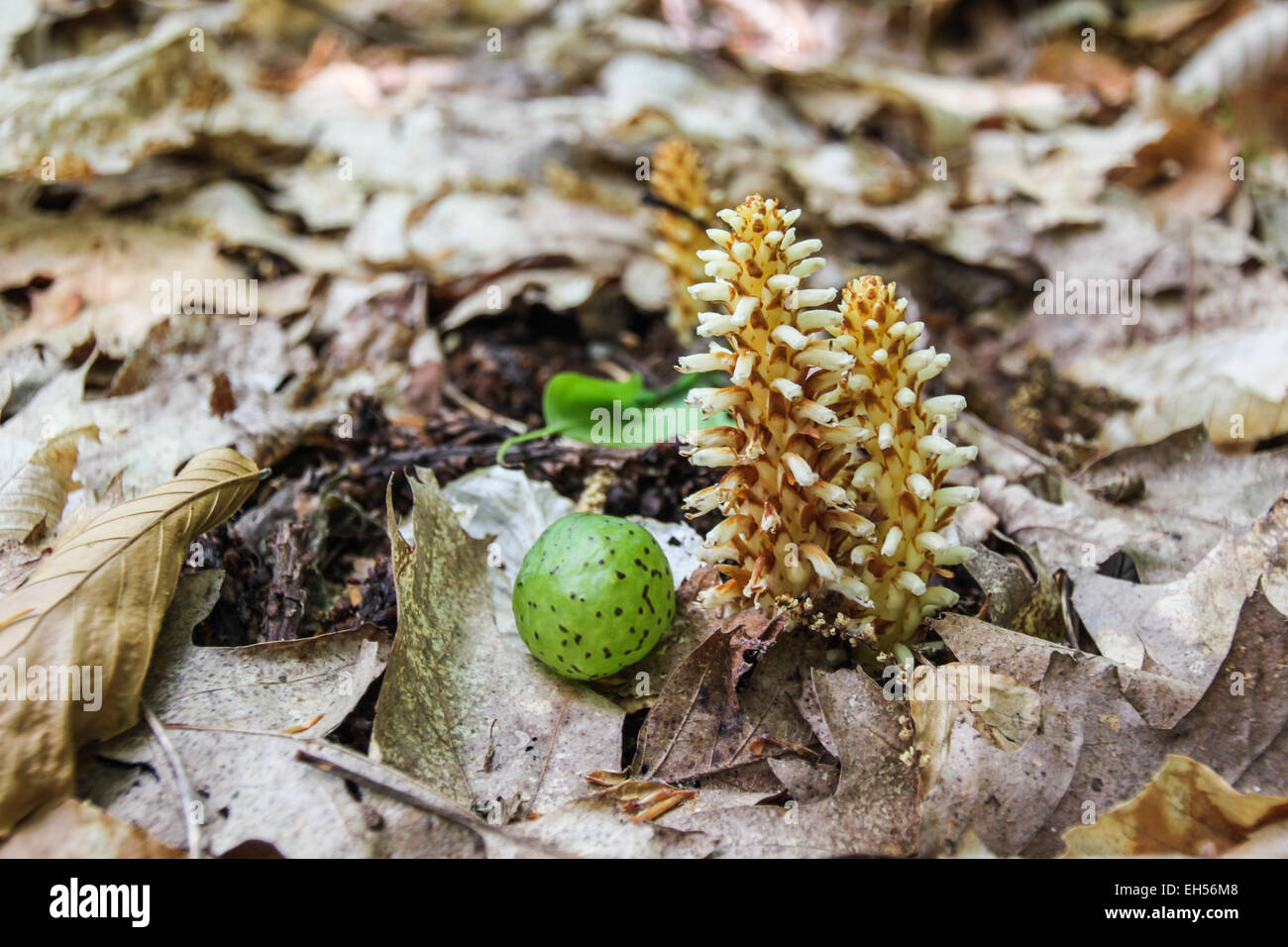The Squawroot is an odd, parasitic plant. Stock Photo