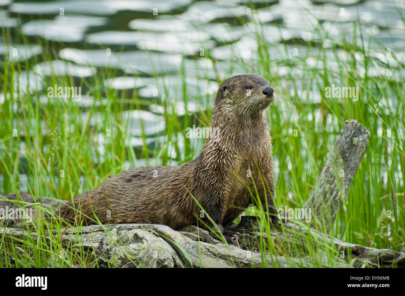 River otter sitting on a log by Trout Lake, Yellowstone National Park, Wyoming, United States. Stock Photo