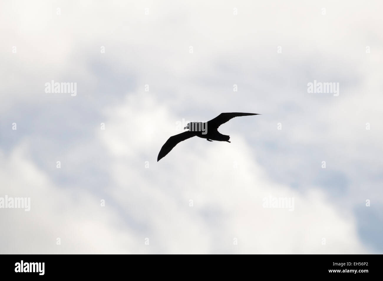 Spectacled Petrel flying over the Atlantic Ocean more than 500 kilometers off the coast of Namibia. Stock Photo