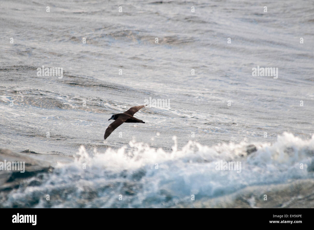 Spectacled Petrel flying over the Atlantic Ocean more than 500 kilometers off the coast of Namibia. Stock Photo