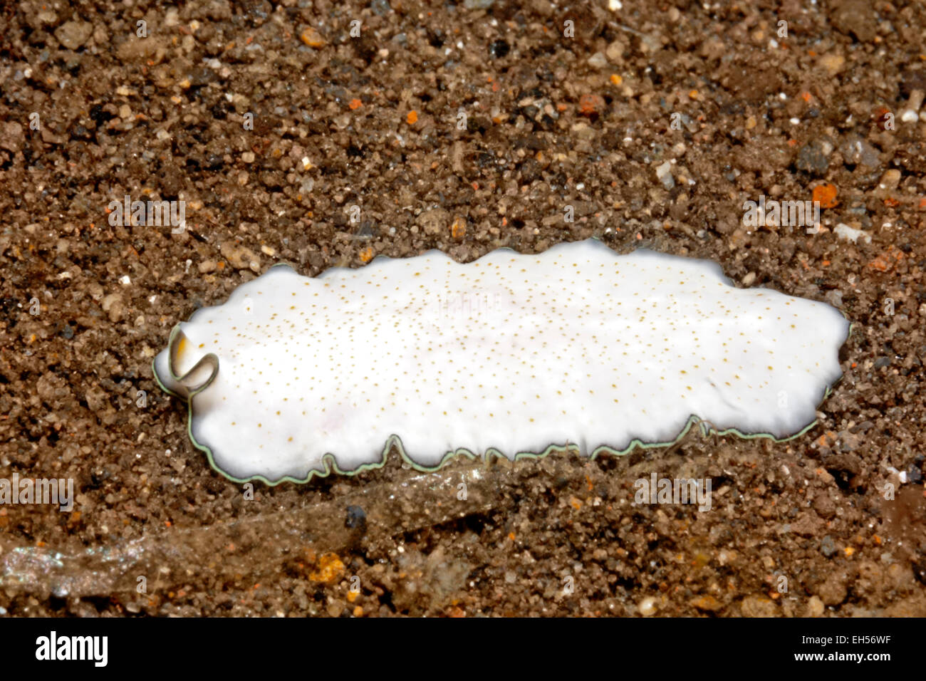 An undescribed species of marine flatworm, Pseudoceros sp. Stock Photo